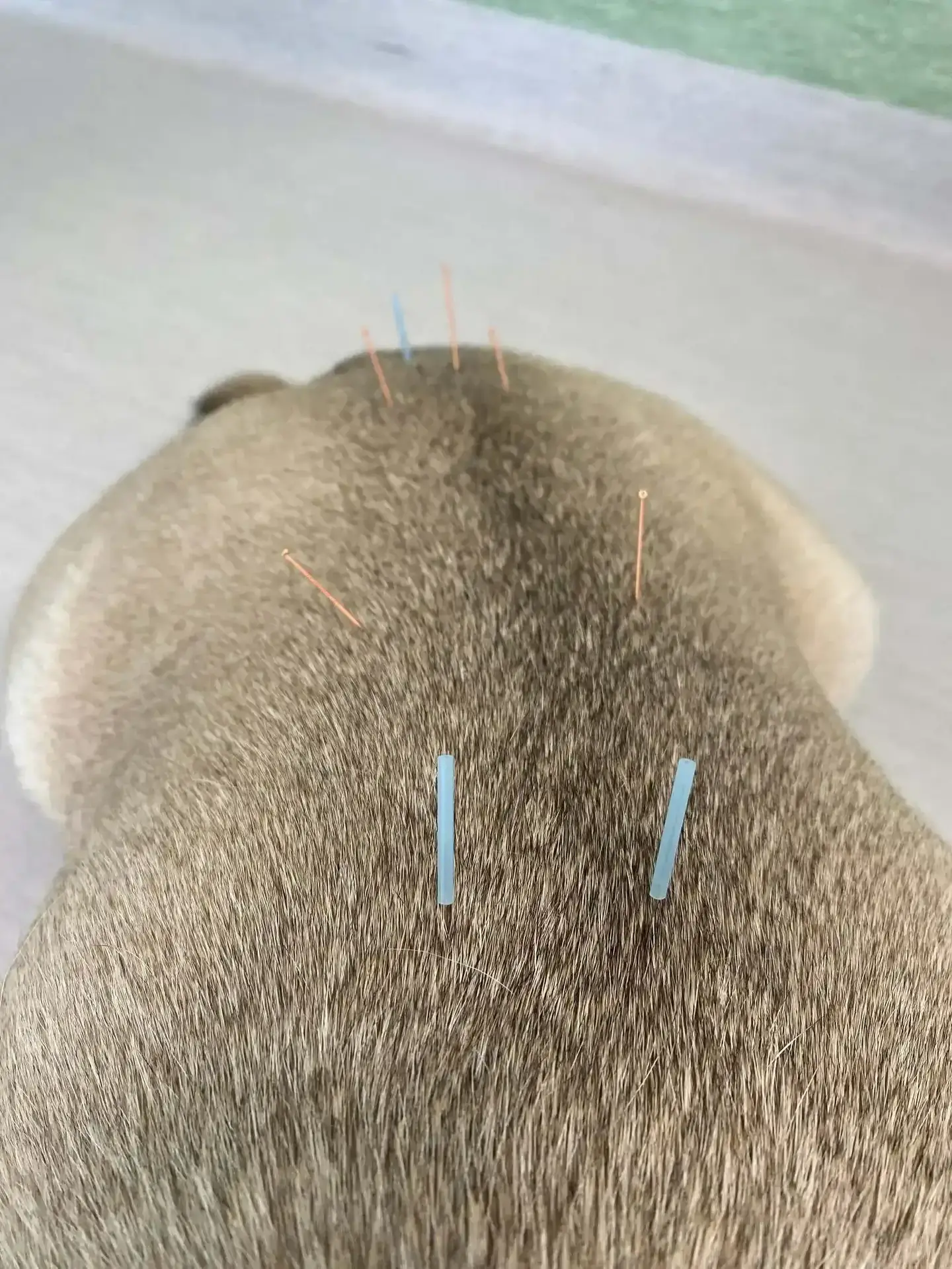 A relaxed dog receiving acupuncture as part of integrative care