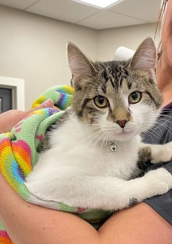 Newt the kitten — happy and healthy after two emergency surgeries