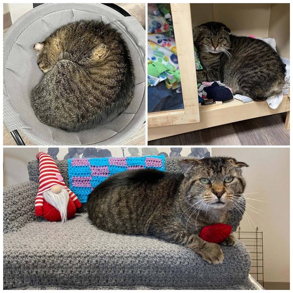 Dougie the rescue cat — now a permanent clinic resident