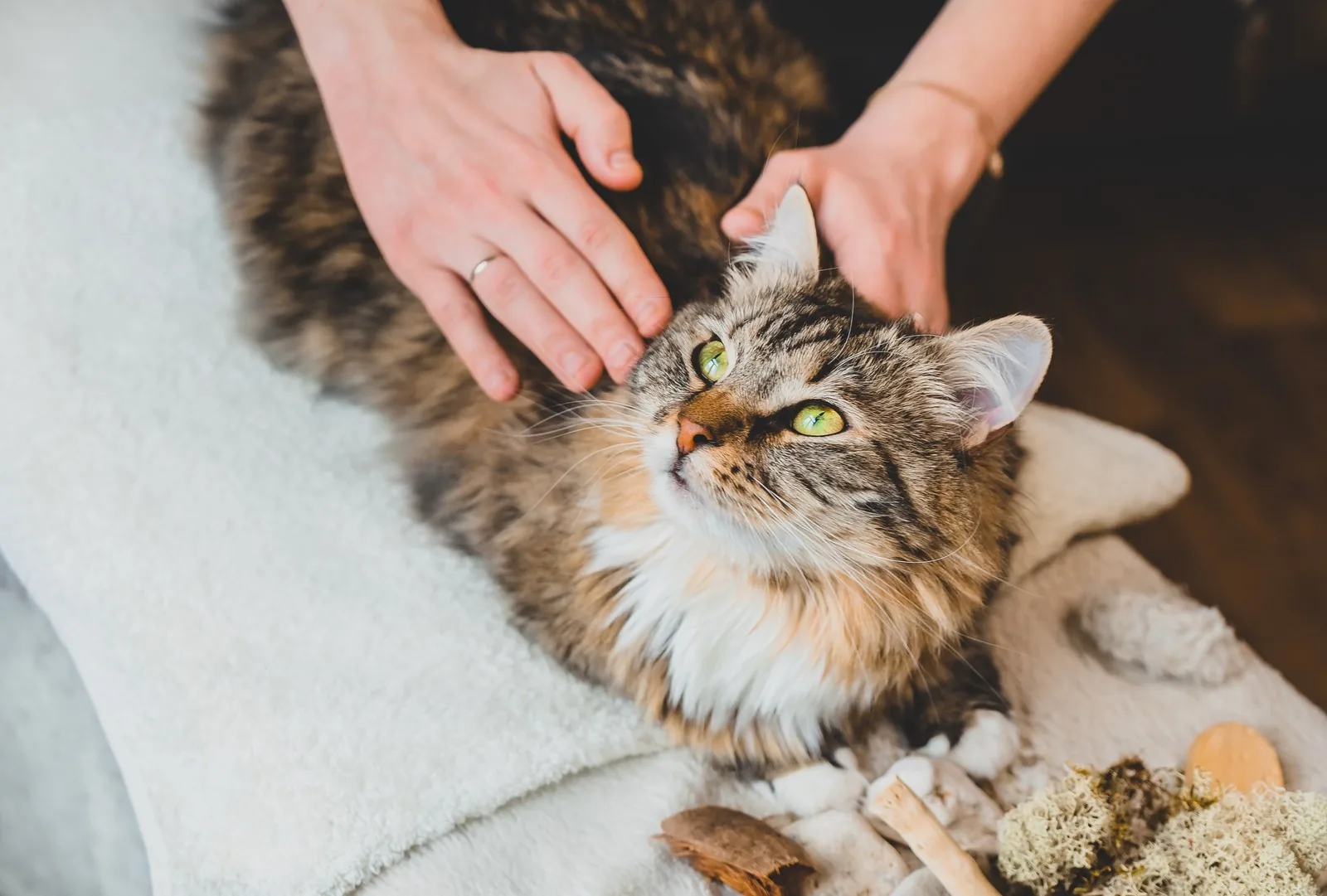 Long-haired tabby cat receiving a calm chiropractic adjustment with two hands resting gently on its head and back