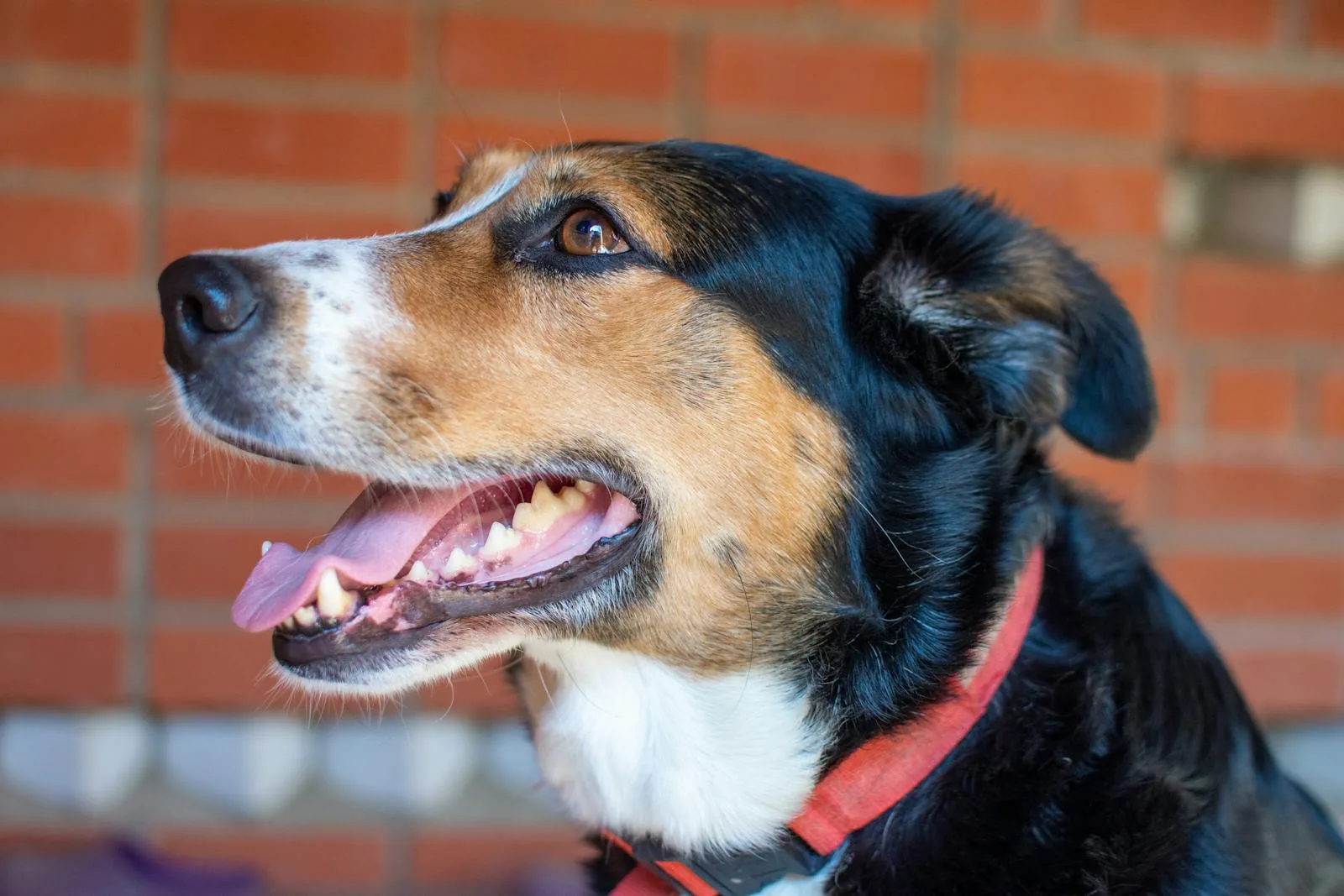 A happy dog with a wide smile and a red collar &mdash; healthy teeth from regular dental care