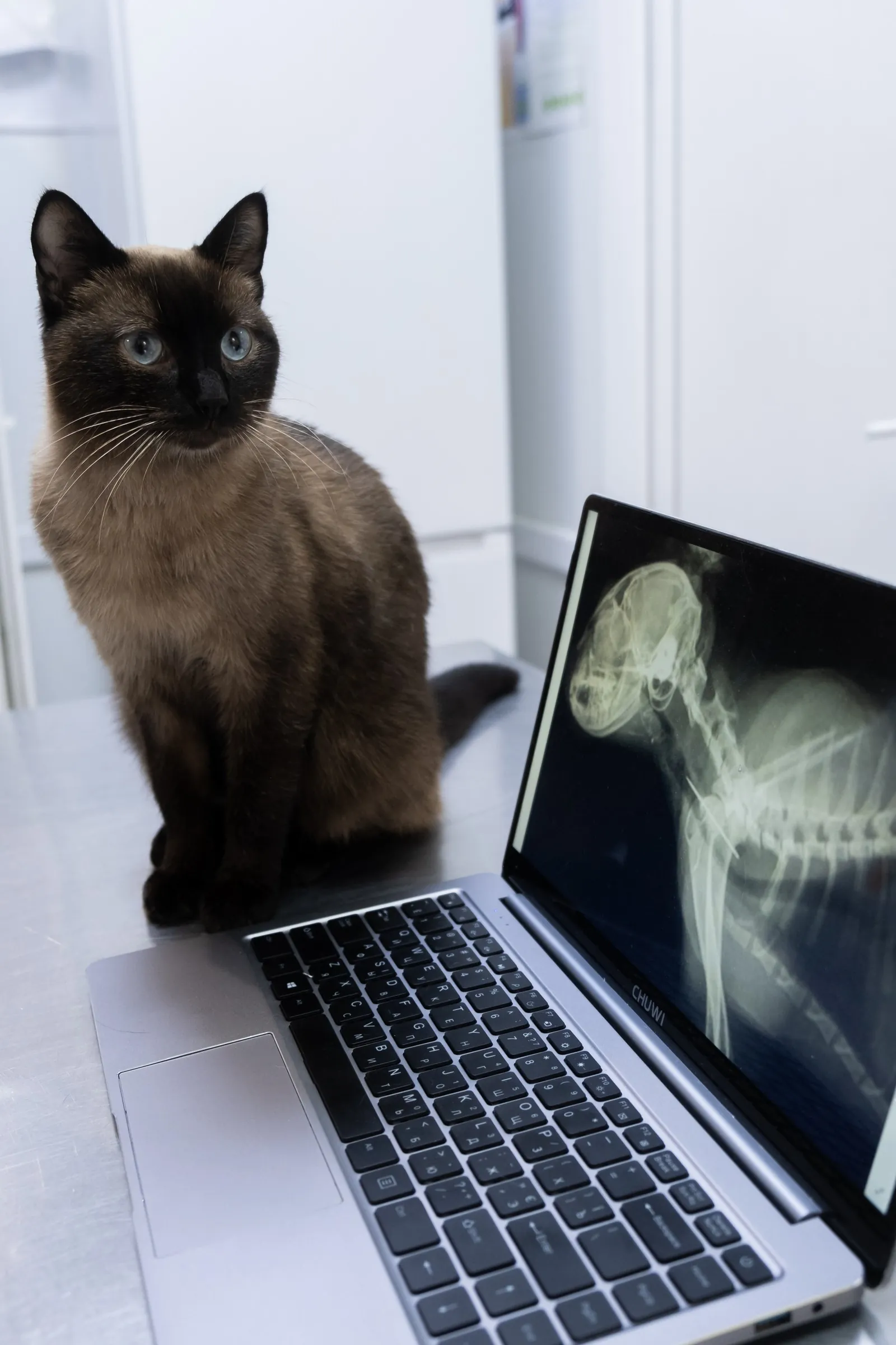 In-house digital X-ray and diagnostic imaging equipment