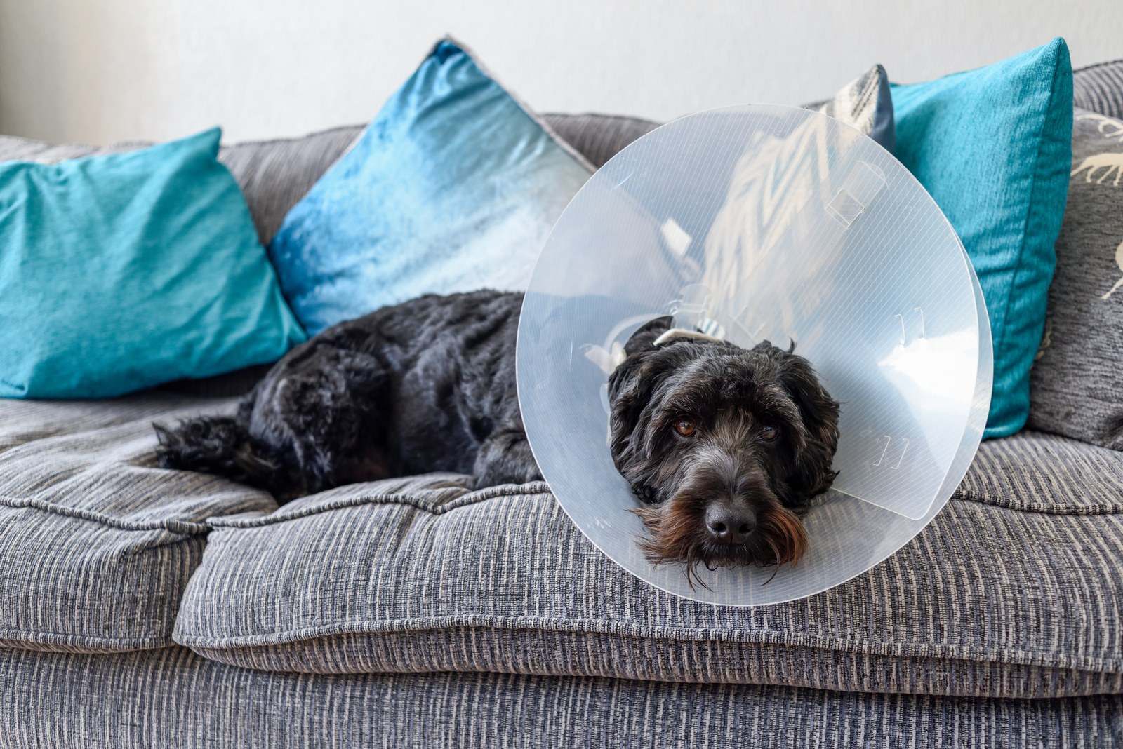 Black dog wearing a protective recovery cone resting on a couch at home