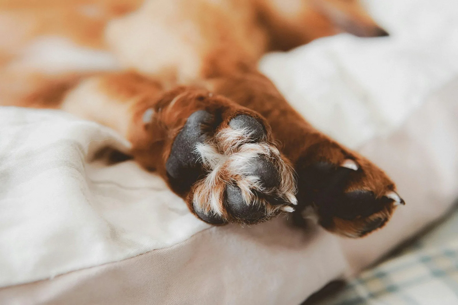 Close-up of a brown dog's paws resting peacefully on soft white bedding