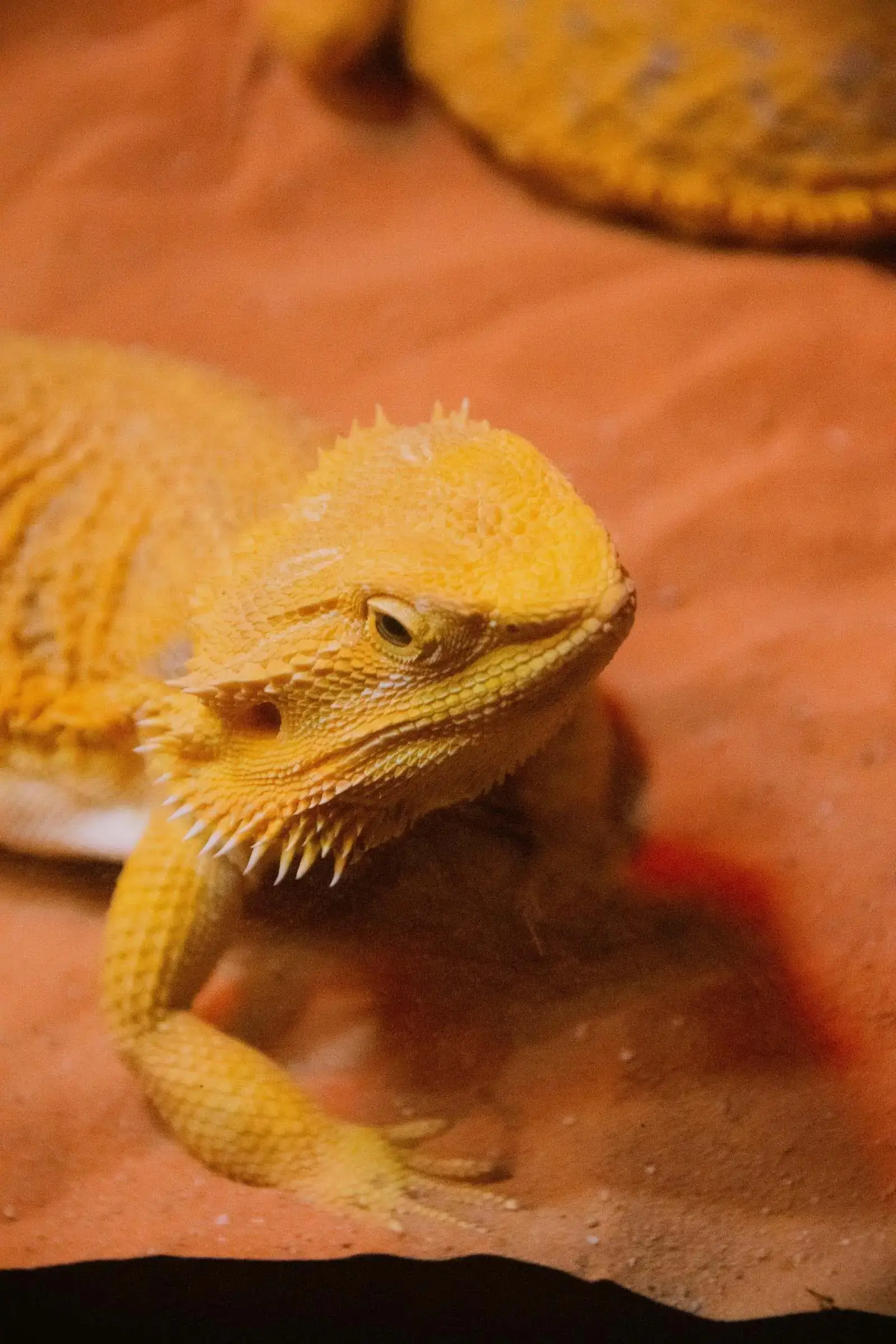 A yellow bearded dragon basking on sand