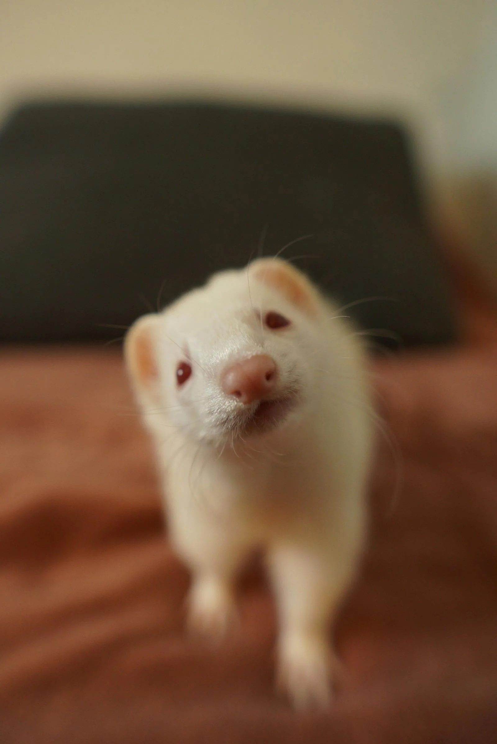 Albino ferret close-up portrait