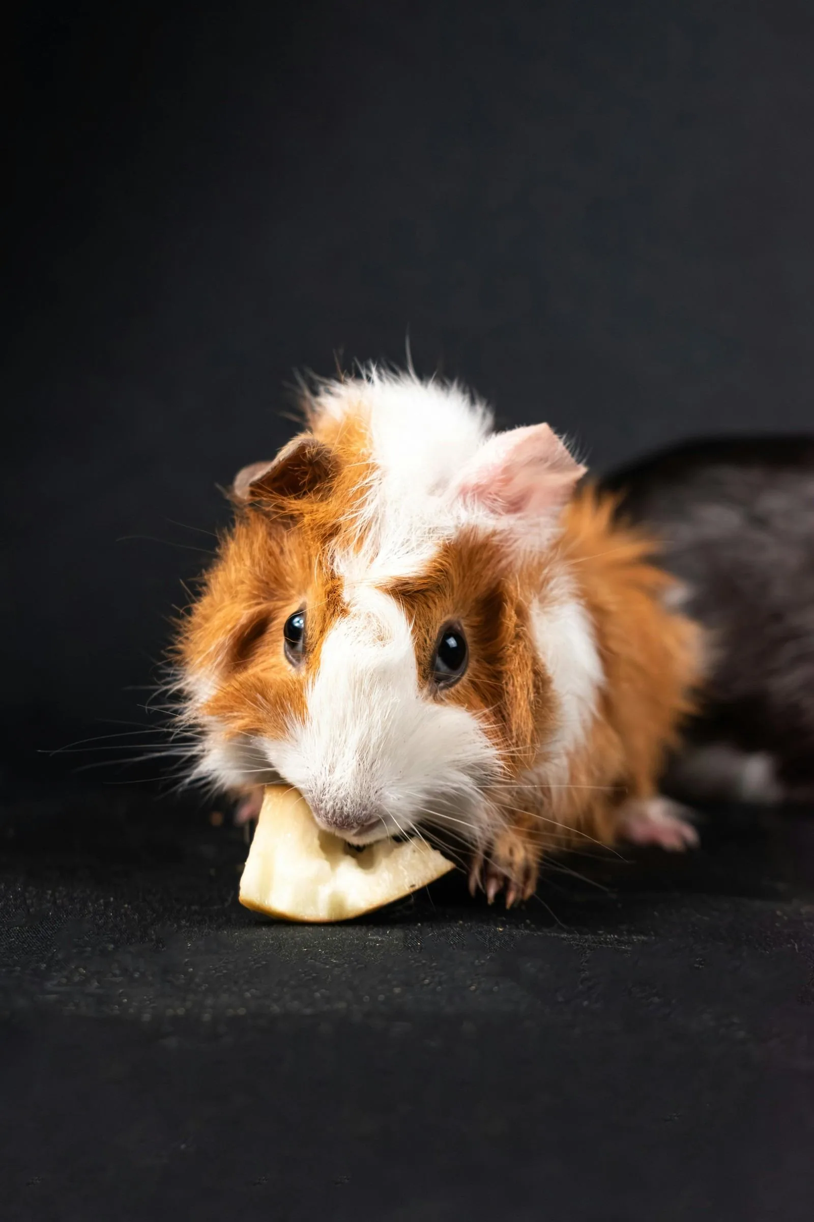 Guinea pig portrait against dark background