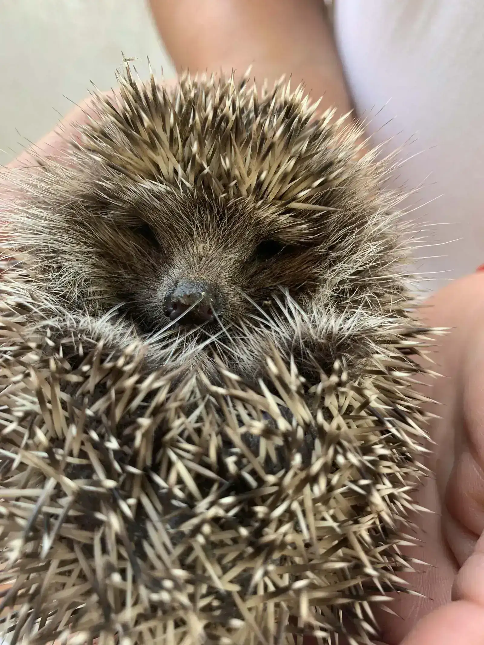 Hedgehog cradled in human hands