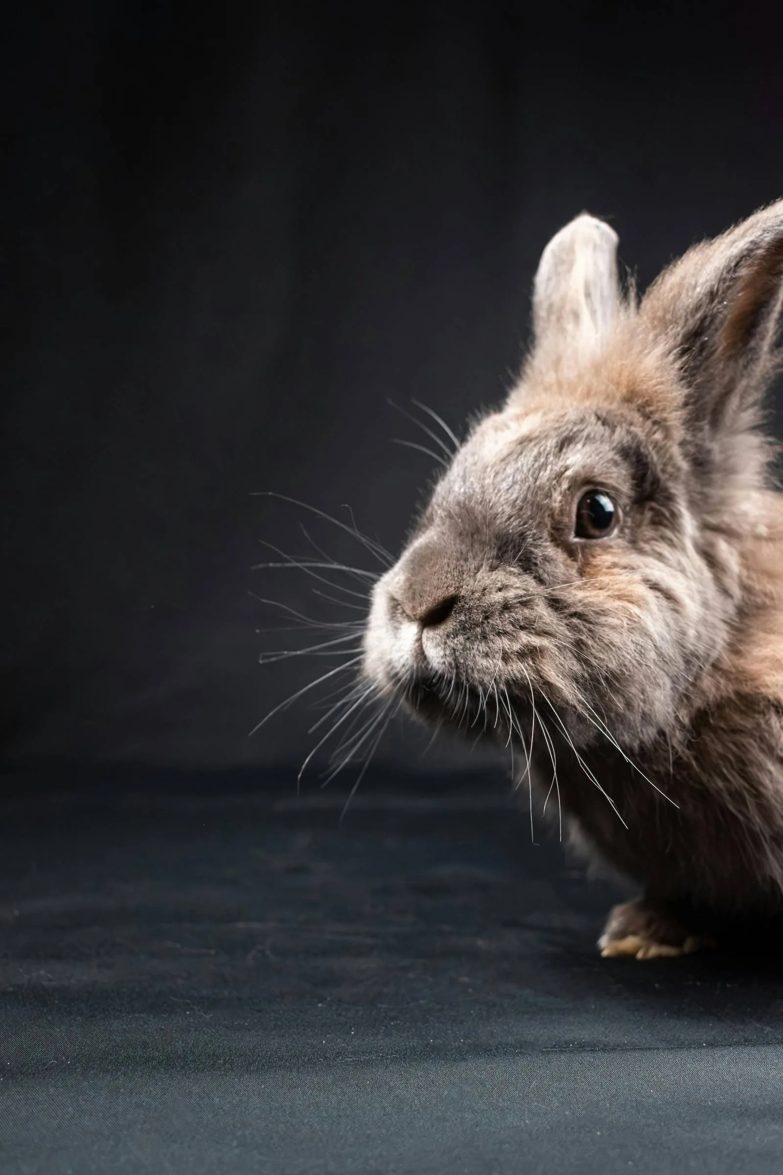 Brown pet rabbit close-up portrait