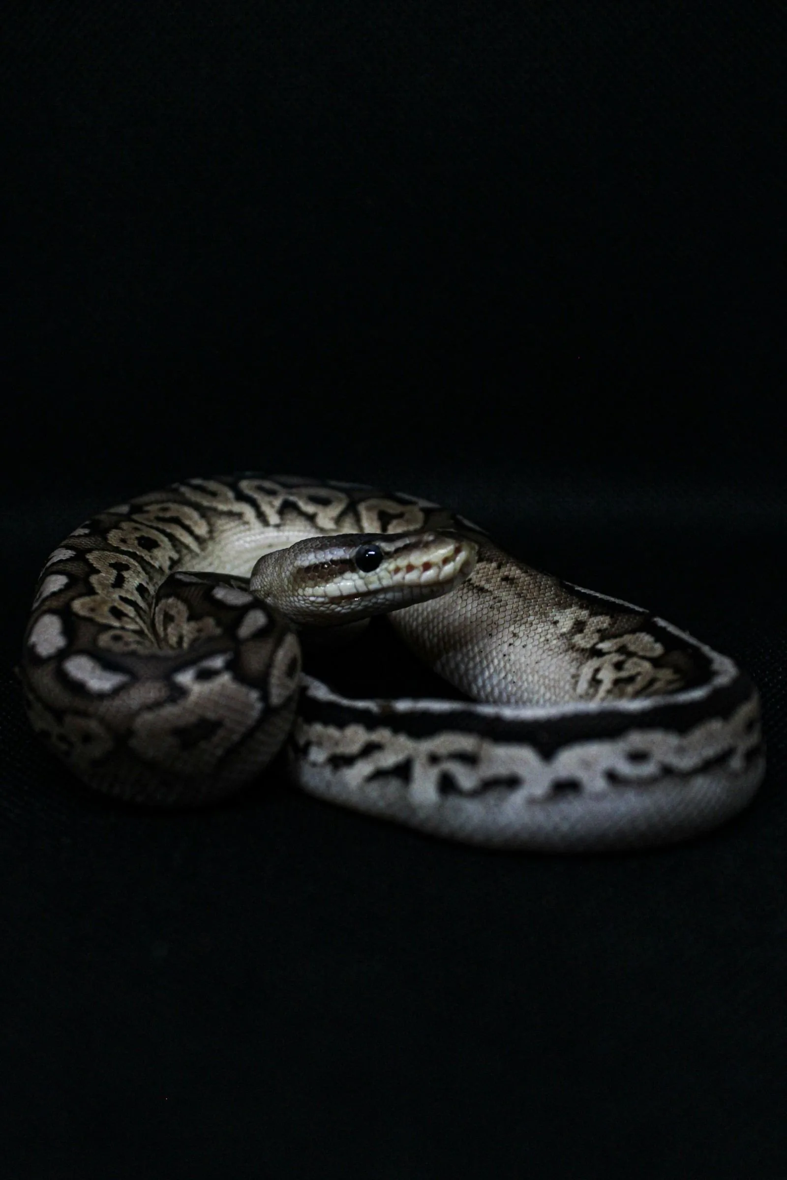 Ball python curled on dark backdrop
