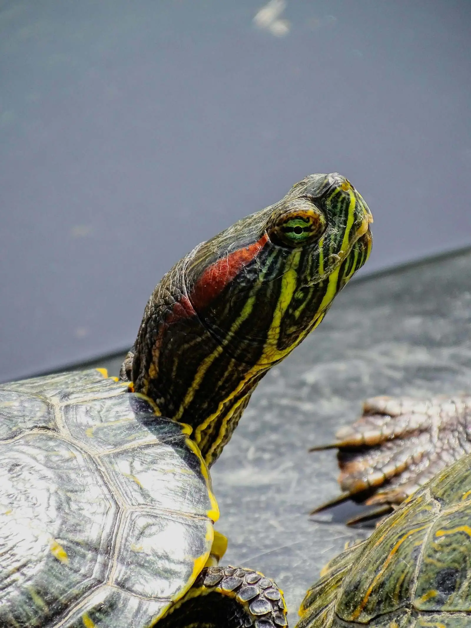 Red-eared slider turtle basking in sunlight
