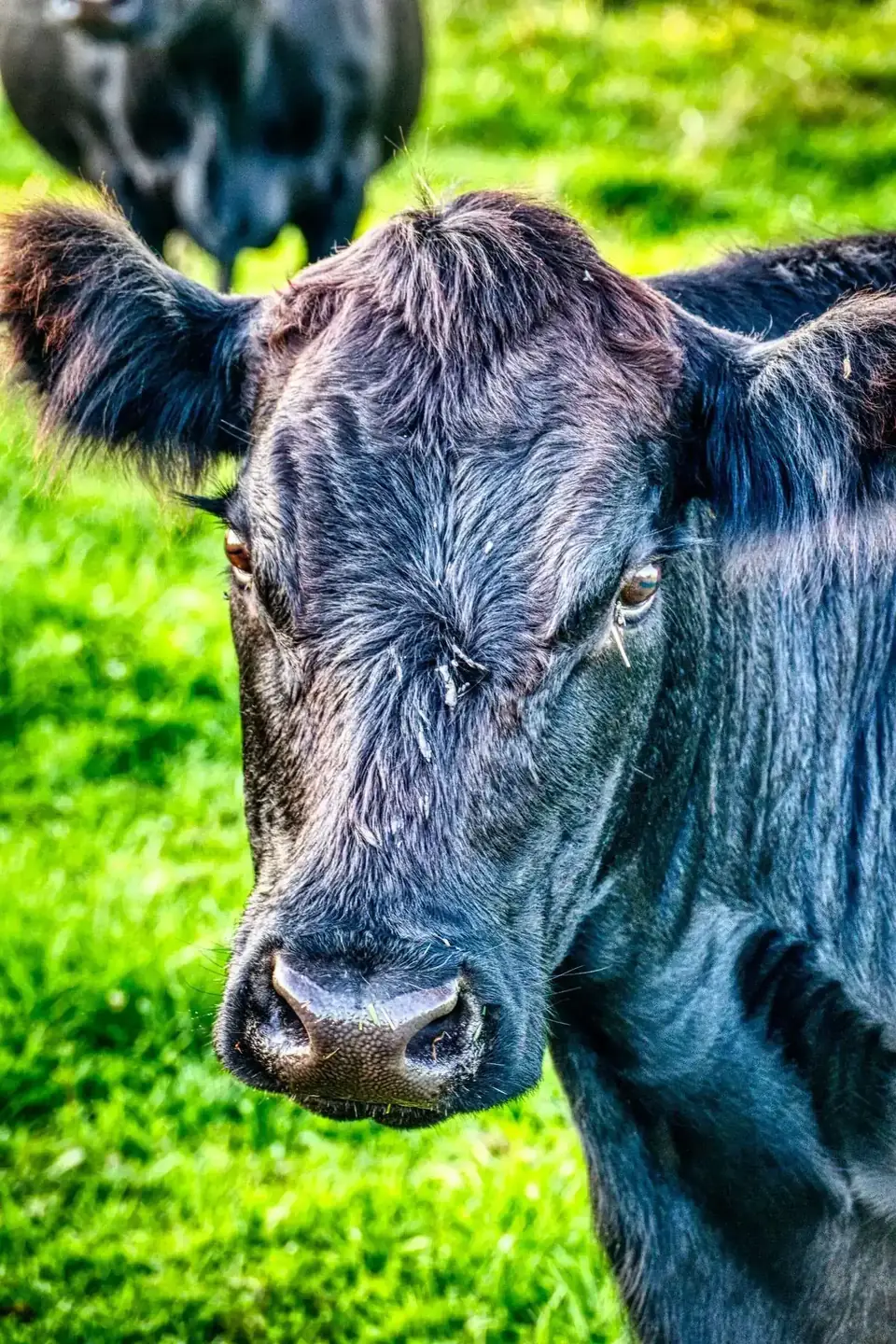 Black Angus cow standing in lush green pasture