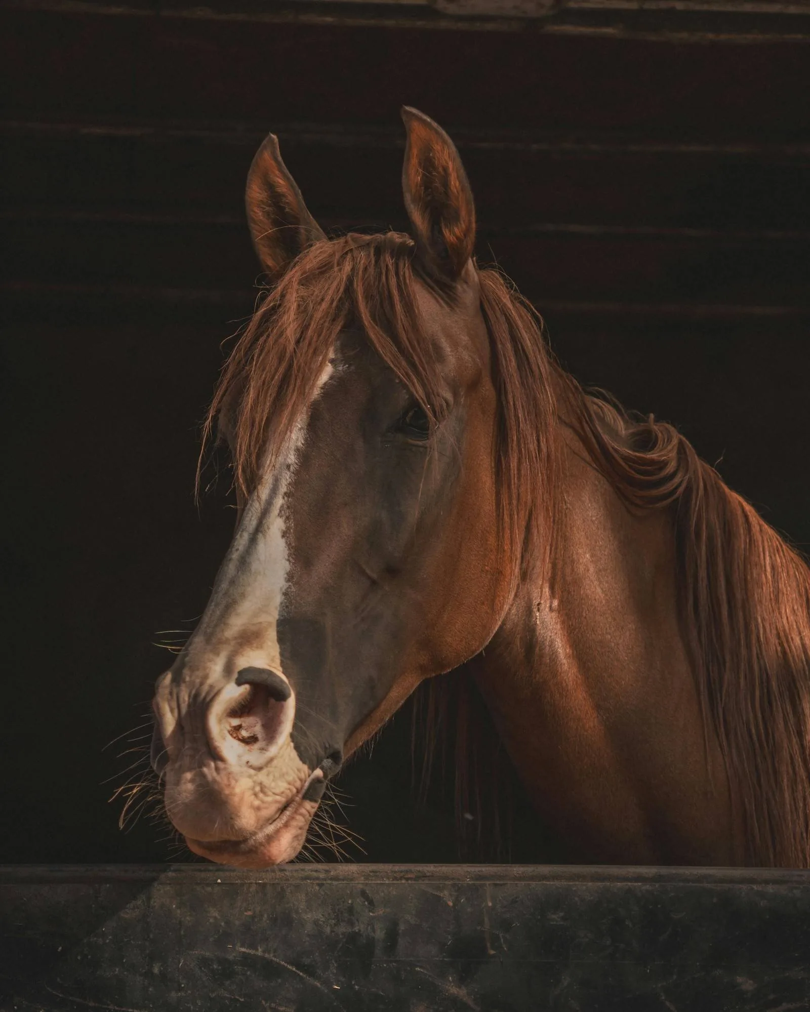 Chestnut horse with white blaze inside a dark stable