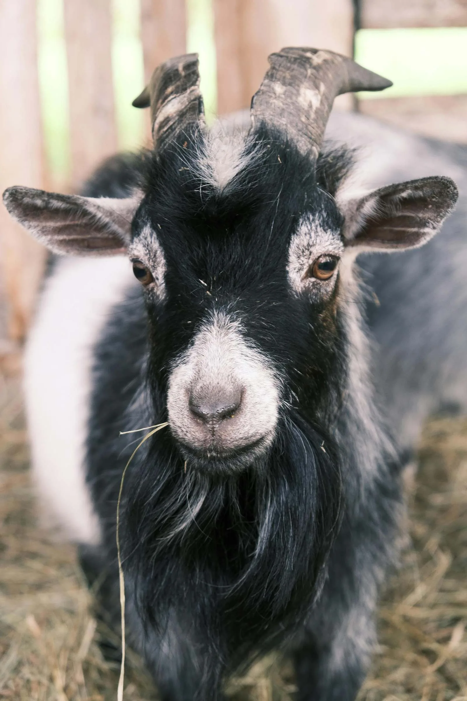 Pygmy goat with horns in a barn setting