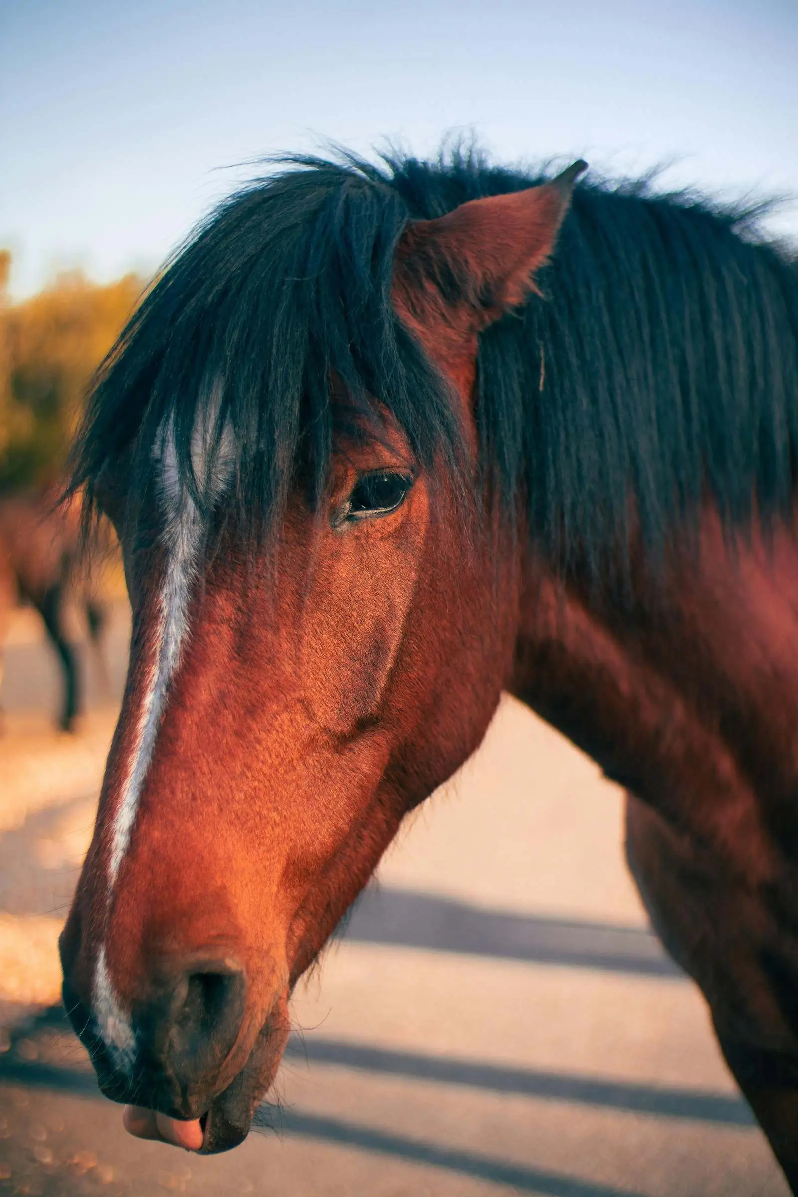 Brown horse close-up portrait against soft outdoor background