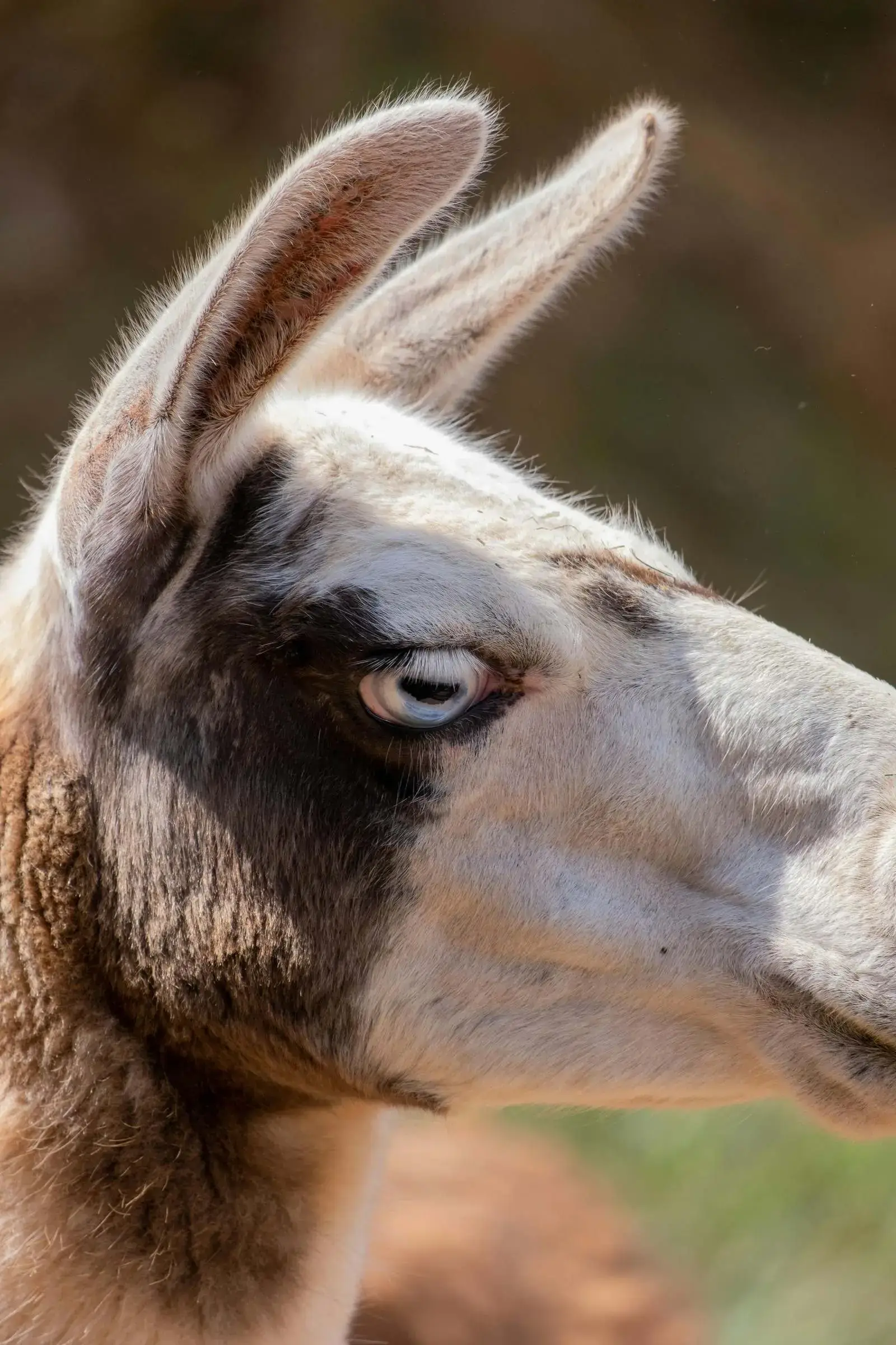 Llama close-up portrait outdoors