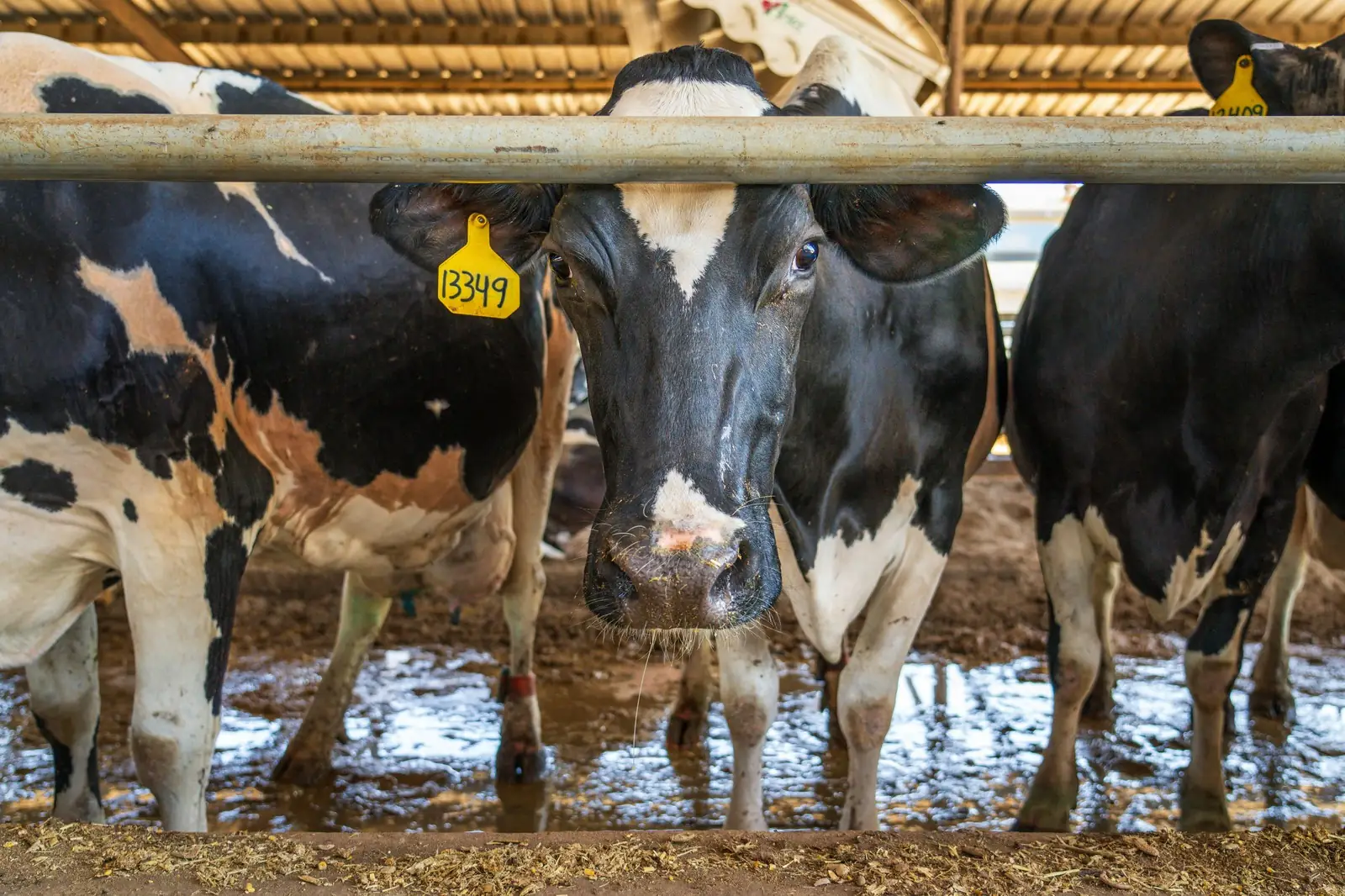 Large animal farm call &mdash; veterinary care on the farm