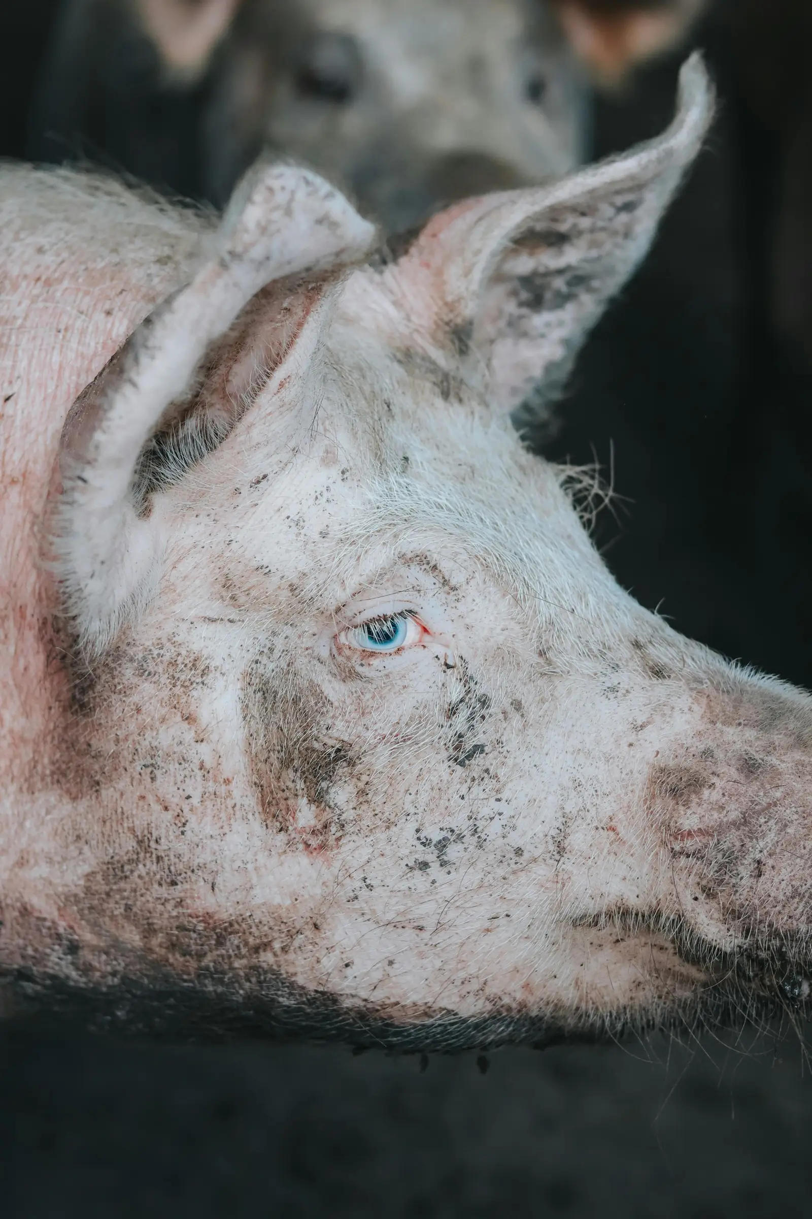 Pig portrait in farm setting