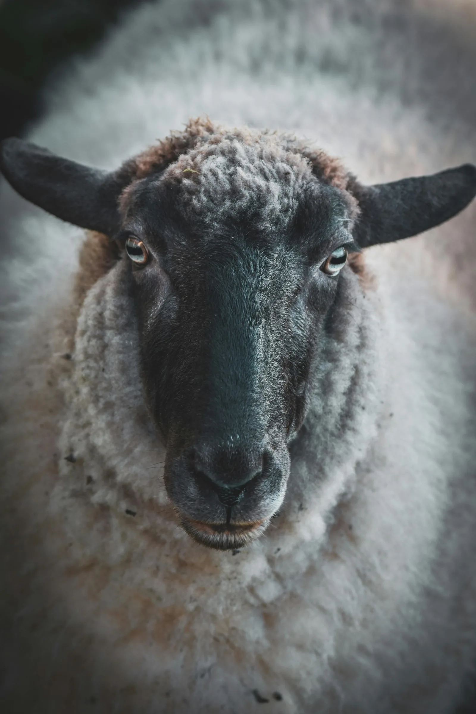 Sheep portrait showing textured wool