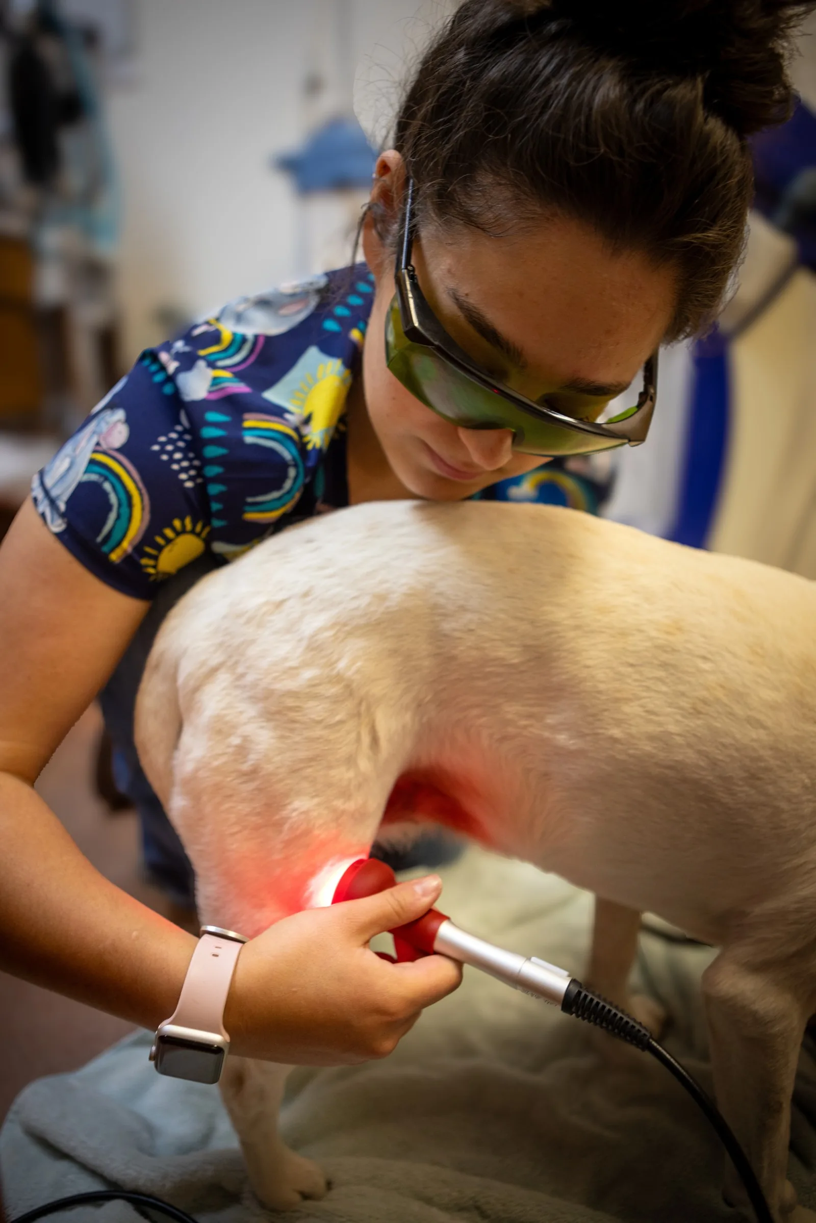Veterinary technician administering photobiomodulation laser therapy to a dog's spine, with the laser handpiece producing a soft red glow on the fur