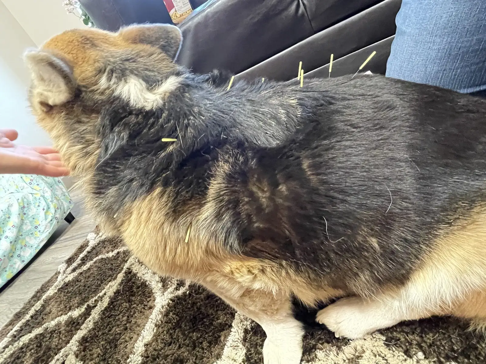 A calm dog receiving veterinary acupuncture, thin needles placed along its back during an integrative medicine session at Lewis & Clark