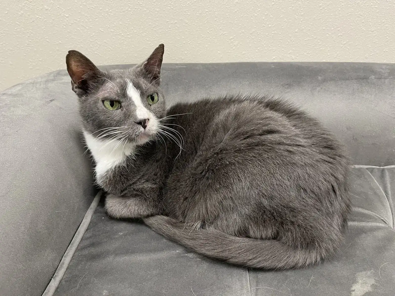 A calm grey and white cat resting comfortably in a soft bed