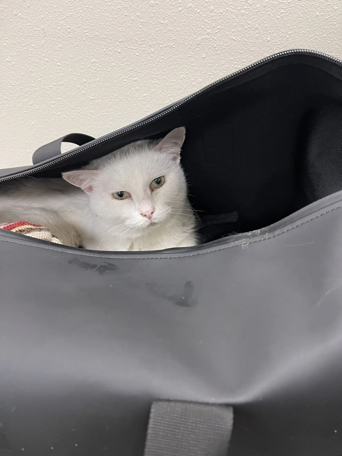 A white cat resting calmly in its carrier during a Fear Free certified visit