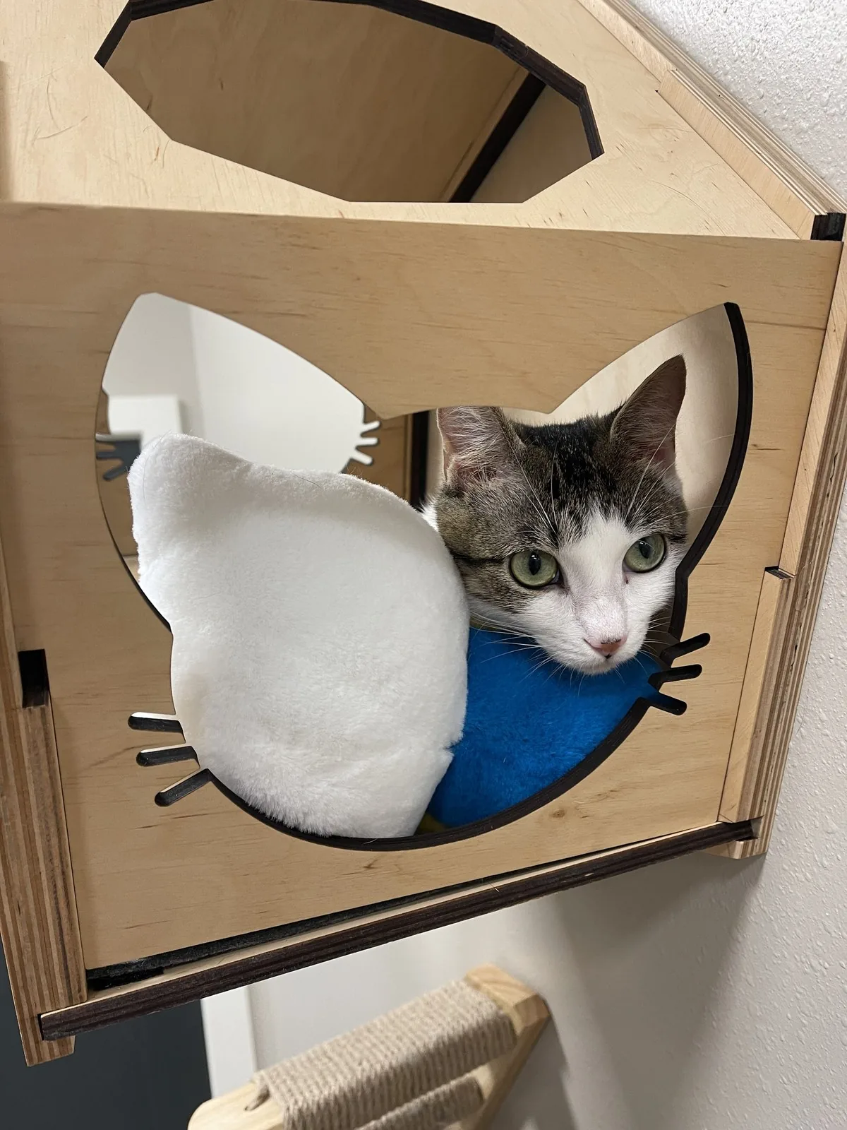 A cat relaxing in a cozy cubby in the clinic's feline-friendly space