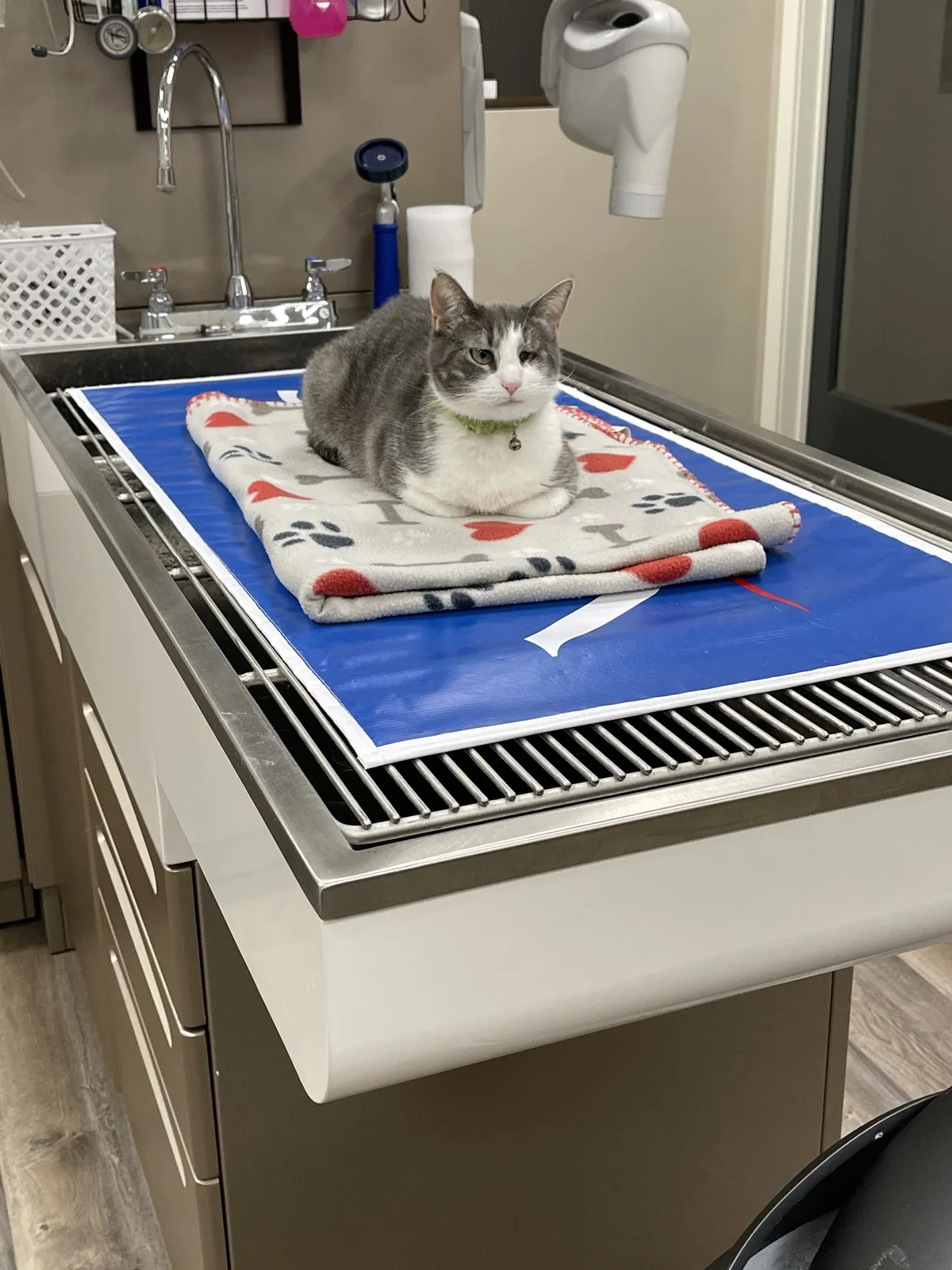 A grey and white cat resting on a soft towel on the exam table — attention to every detail