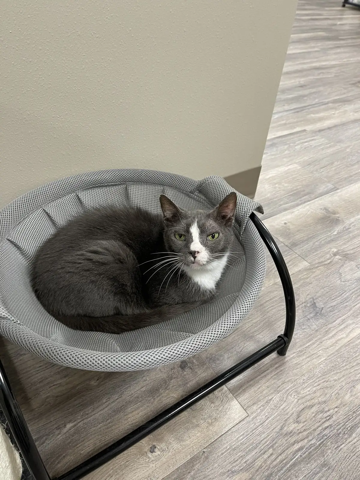 A grey and white cat resting calmly in a soft hammock bed at the clinic