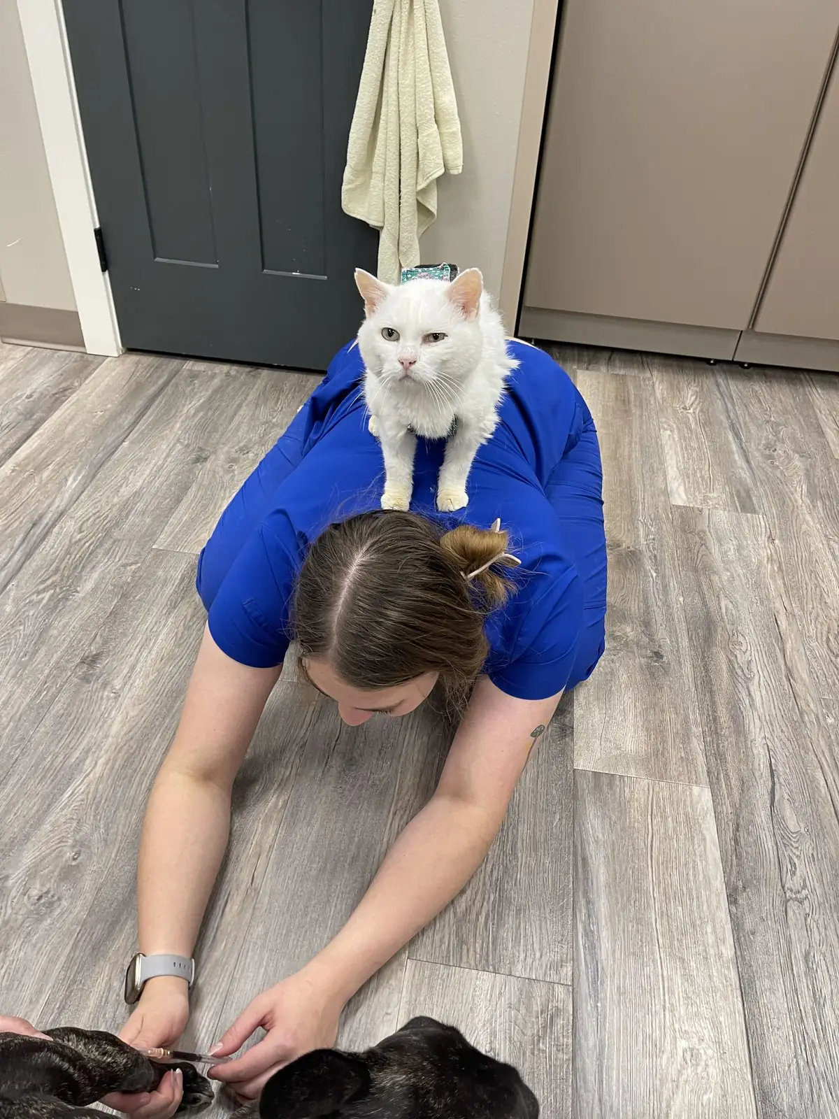 A Lewis & Clark team member giving hands-on care to a patient on the floor while a clinic cat perches on her back