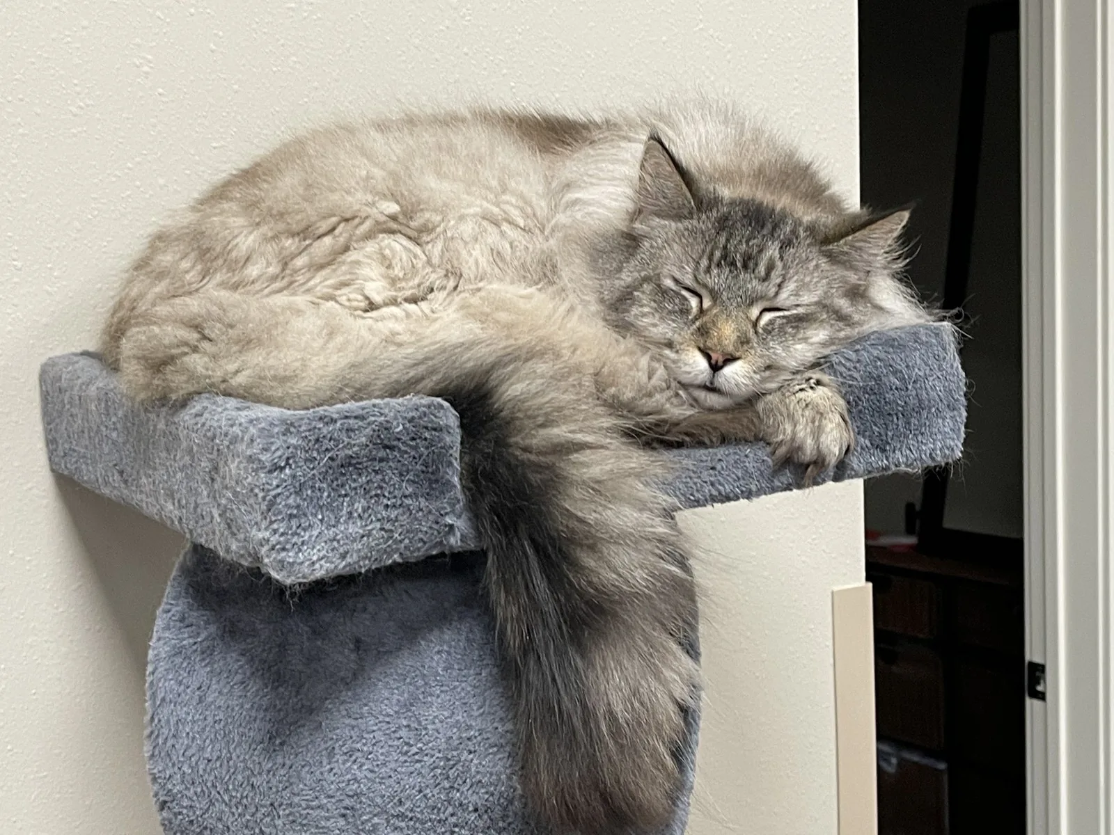 A silver long-haired cat sleeping peacefully on a cozy perch — quiet, compassionate end-of-life care