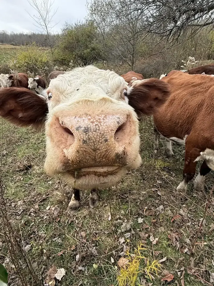 A curious Hereford cow facing the camera with the herd grazing behind