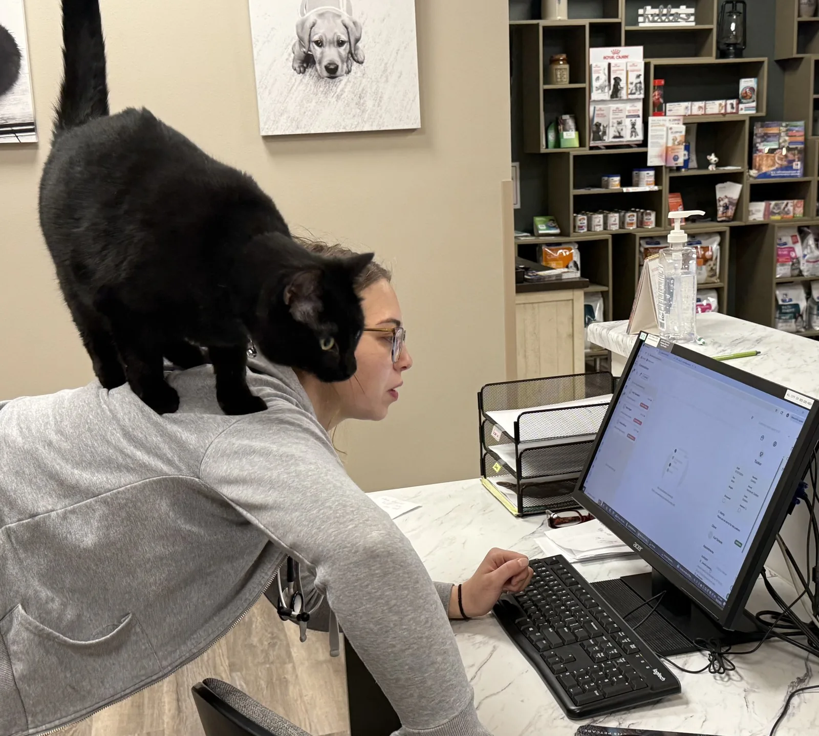A clinic cat settled on the front desk at Lewis & Clark Veterinary Clinic