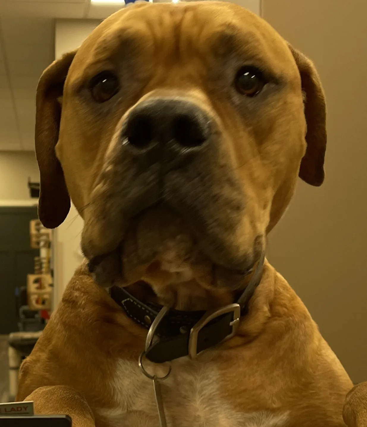 A friendly dog greeting visitors from the front desk at Lewis and Clark Veterinary Clinic