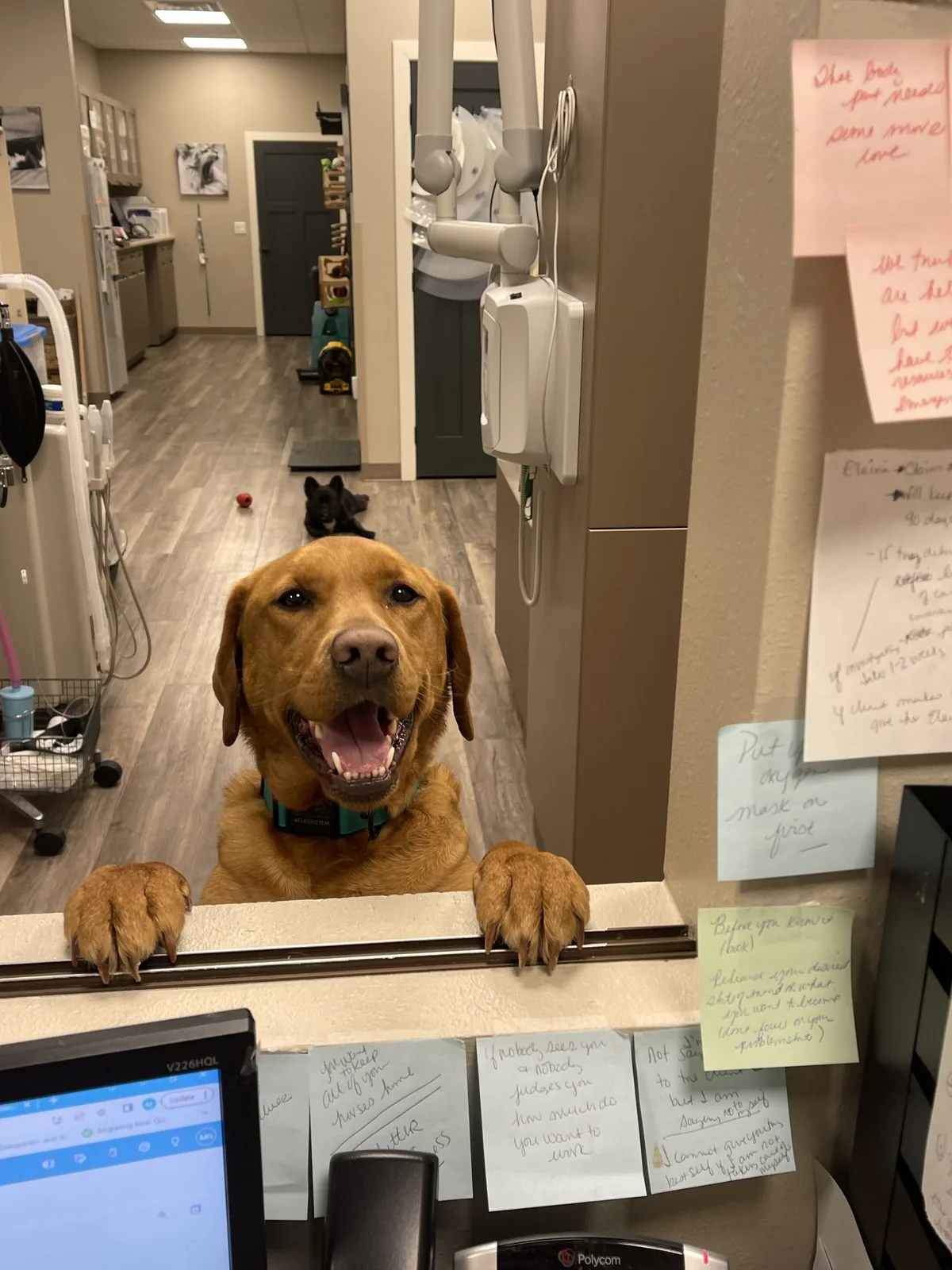 A bright, happy dog greeting the team at the front desk — good dental care keeps pets comfortable and well for life