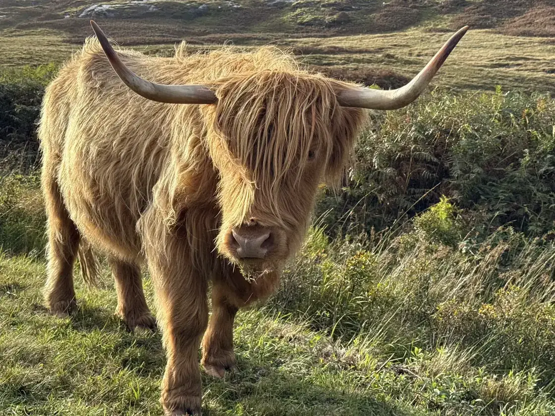 A Highland cow in a golden-hour South Dakota pasture
