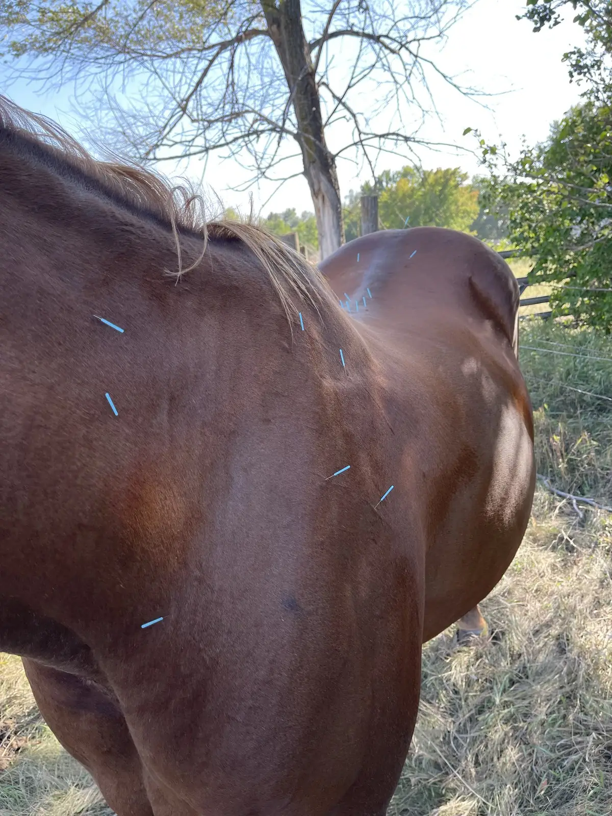 A horse receiving veterinary acupuncture outdoors — large animal care at Lewis and Clark Veterinary Clinic
