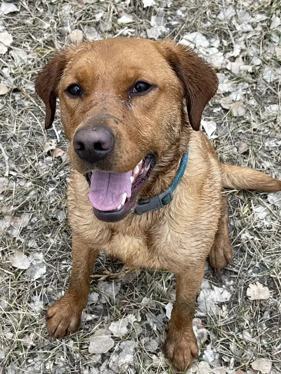 A happy fox-red Labrador sitting outdoors among autumn leaves
