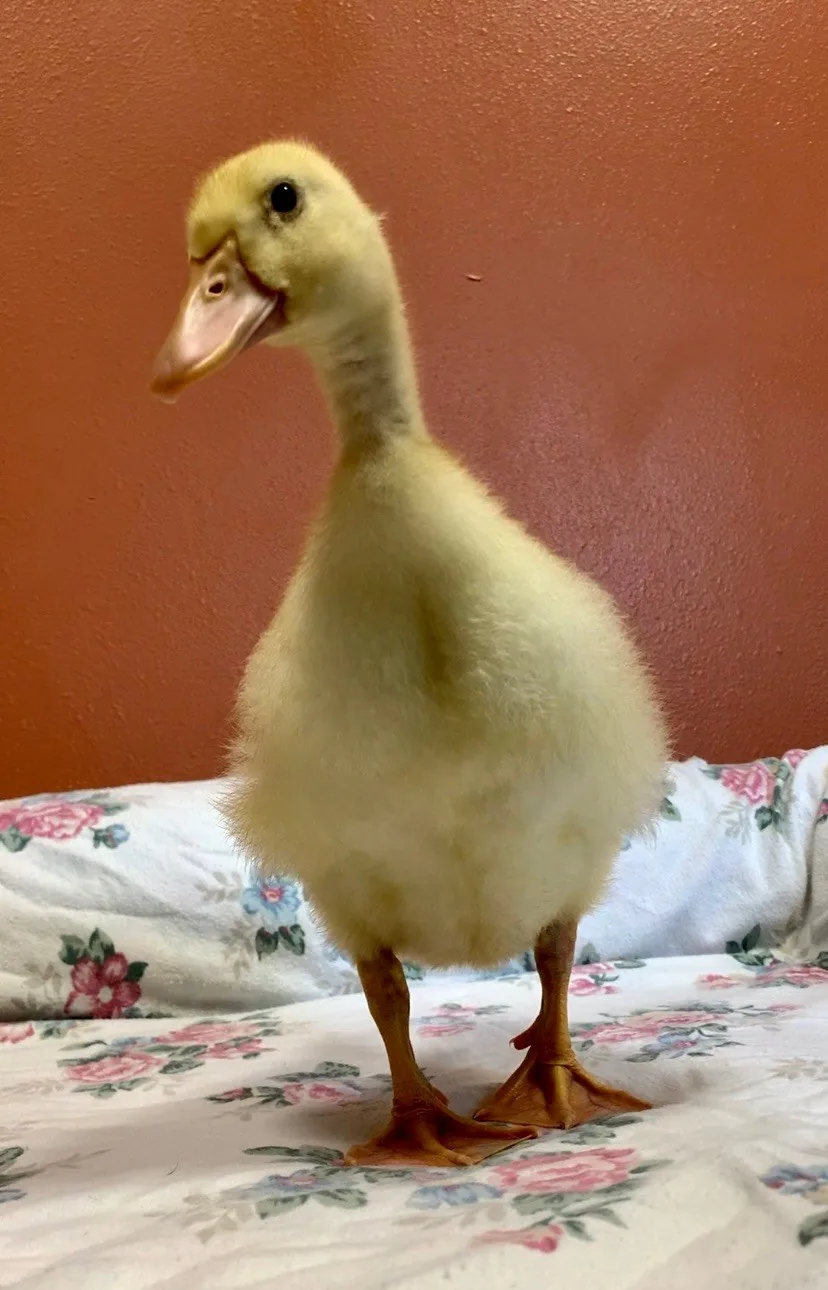 A fluffy yellow duckling &mdash; we care for backyard and unusual pets, too