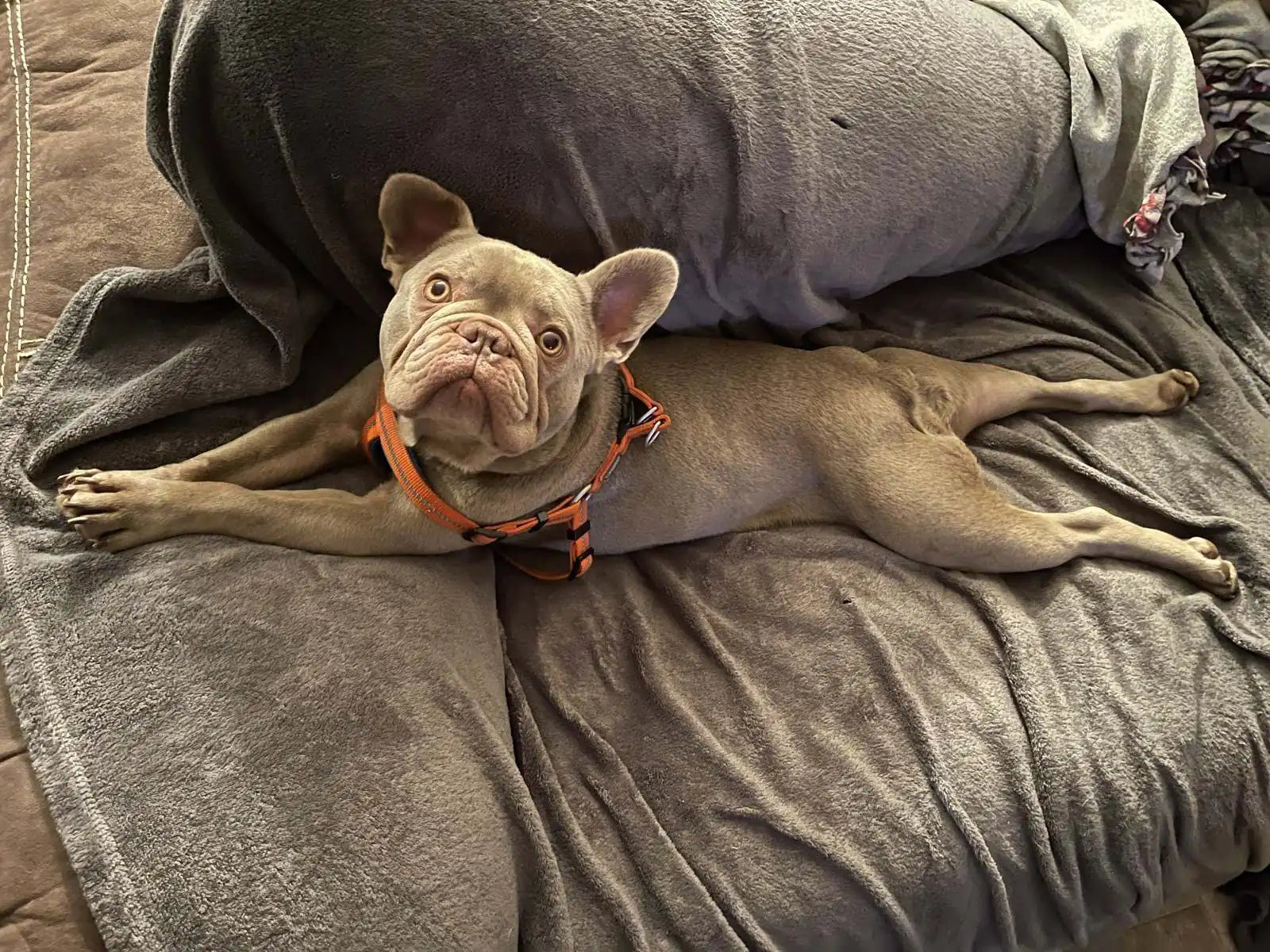 A relaxed French bulldog at home &mdash; every kind of pet is welcome at our Yankton clinic