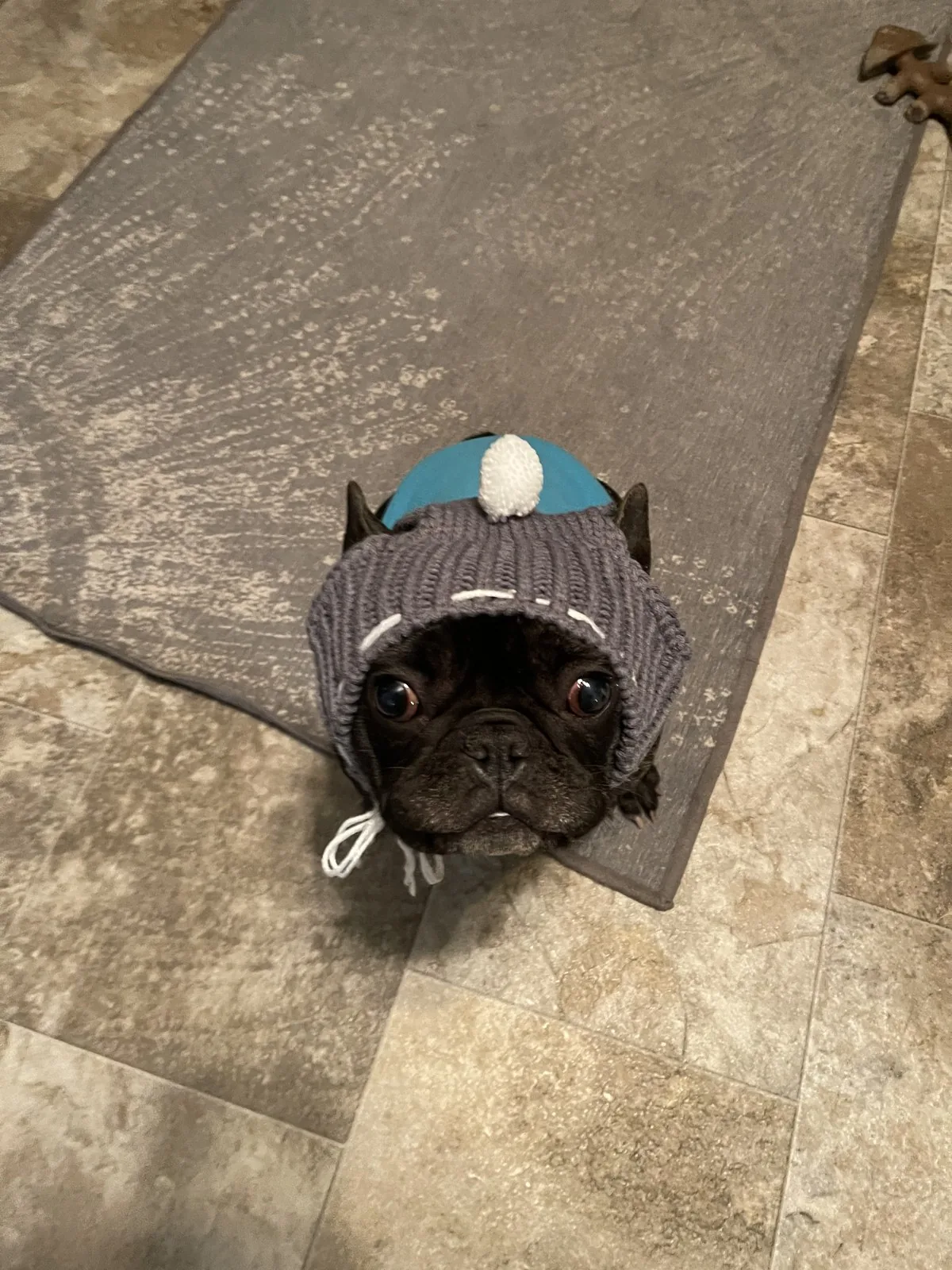 A cozy little dog bundled up in a knitted hat