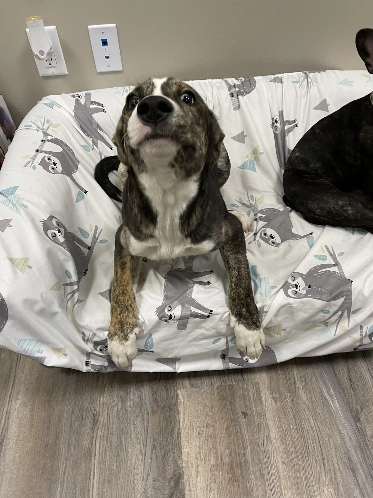 A brindle hound puppy resting comfortably