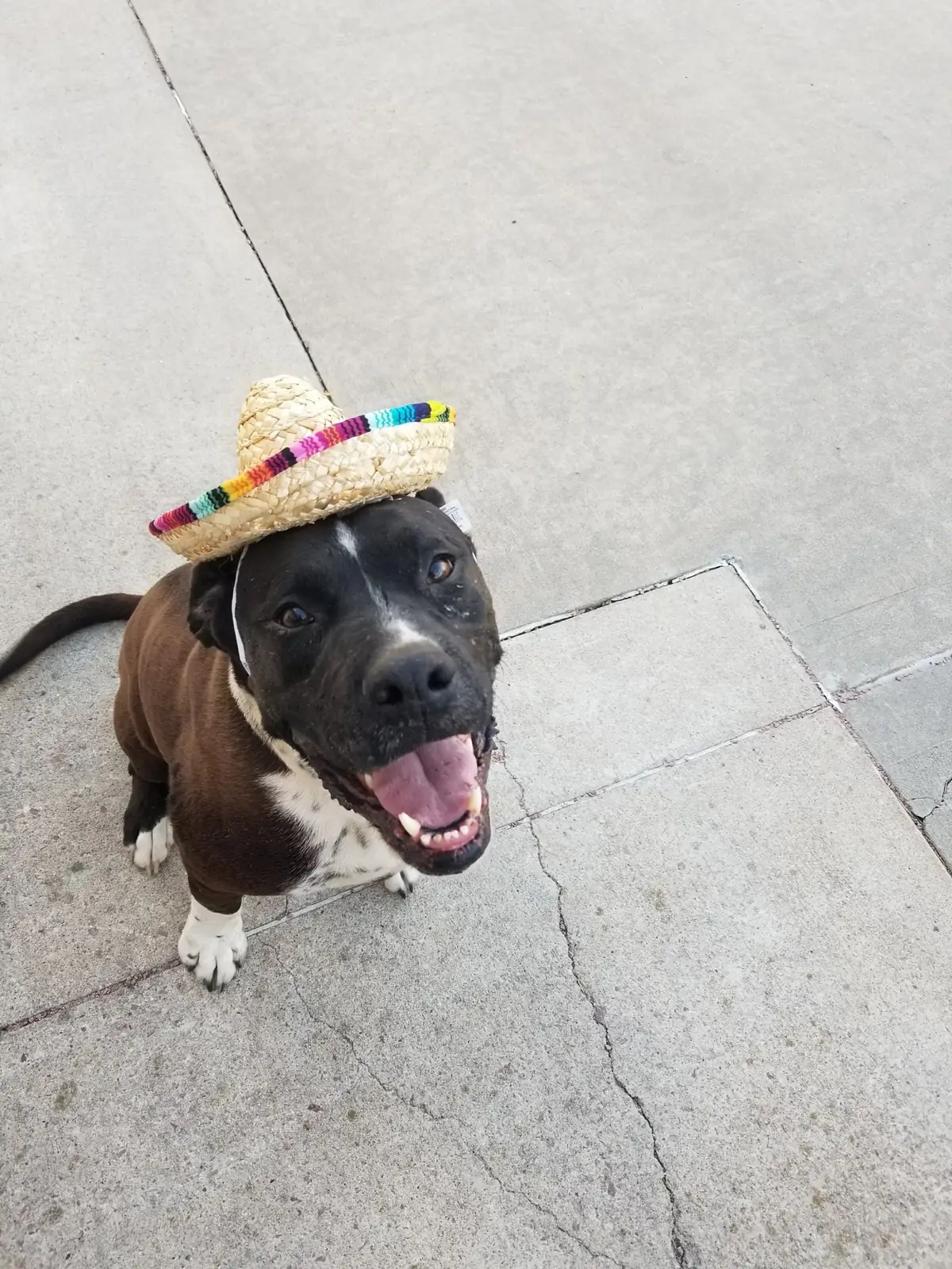 A happy dog enjoying the outdoors in a festive little sombrero