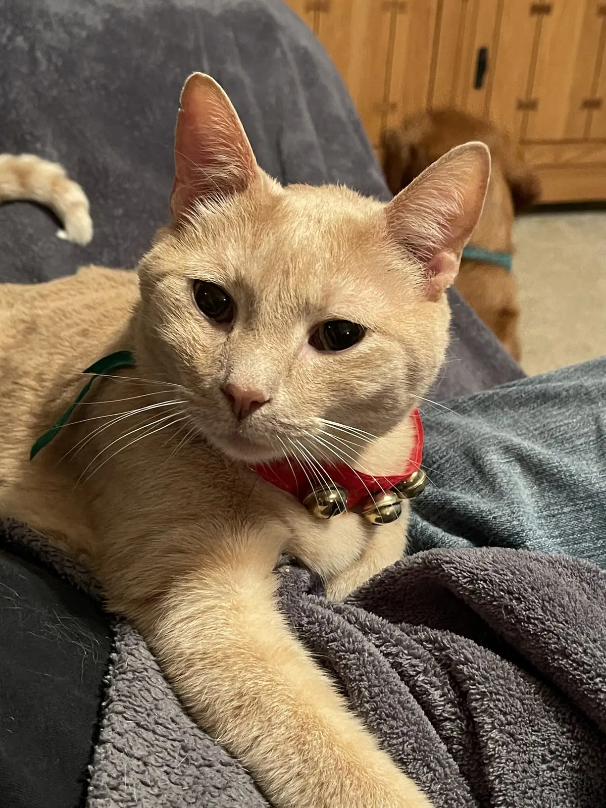 A cream tabby cat resting calmly and comfortably