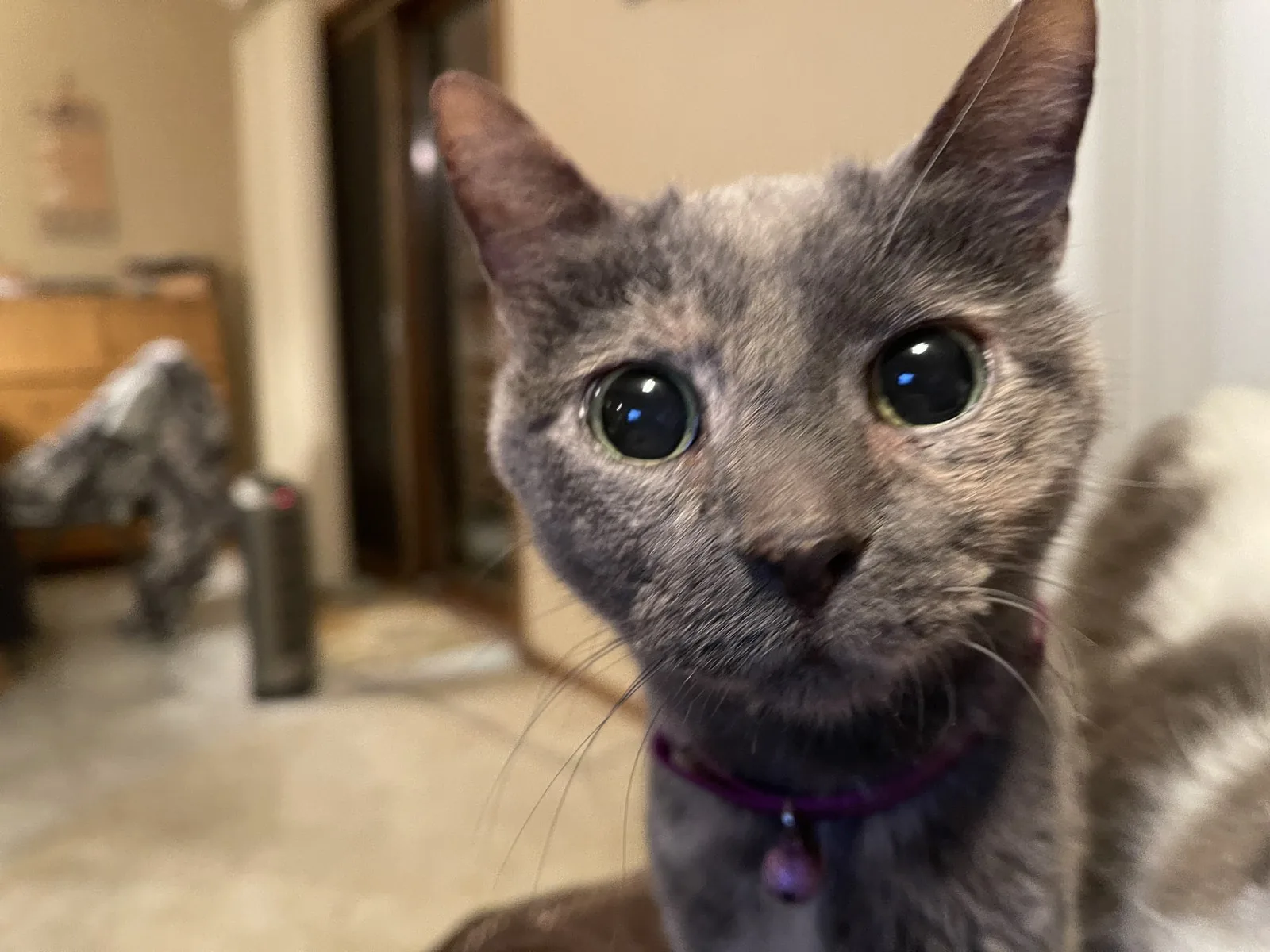 A dilute tortoiseshell cat with bright eyes resting indoors