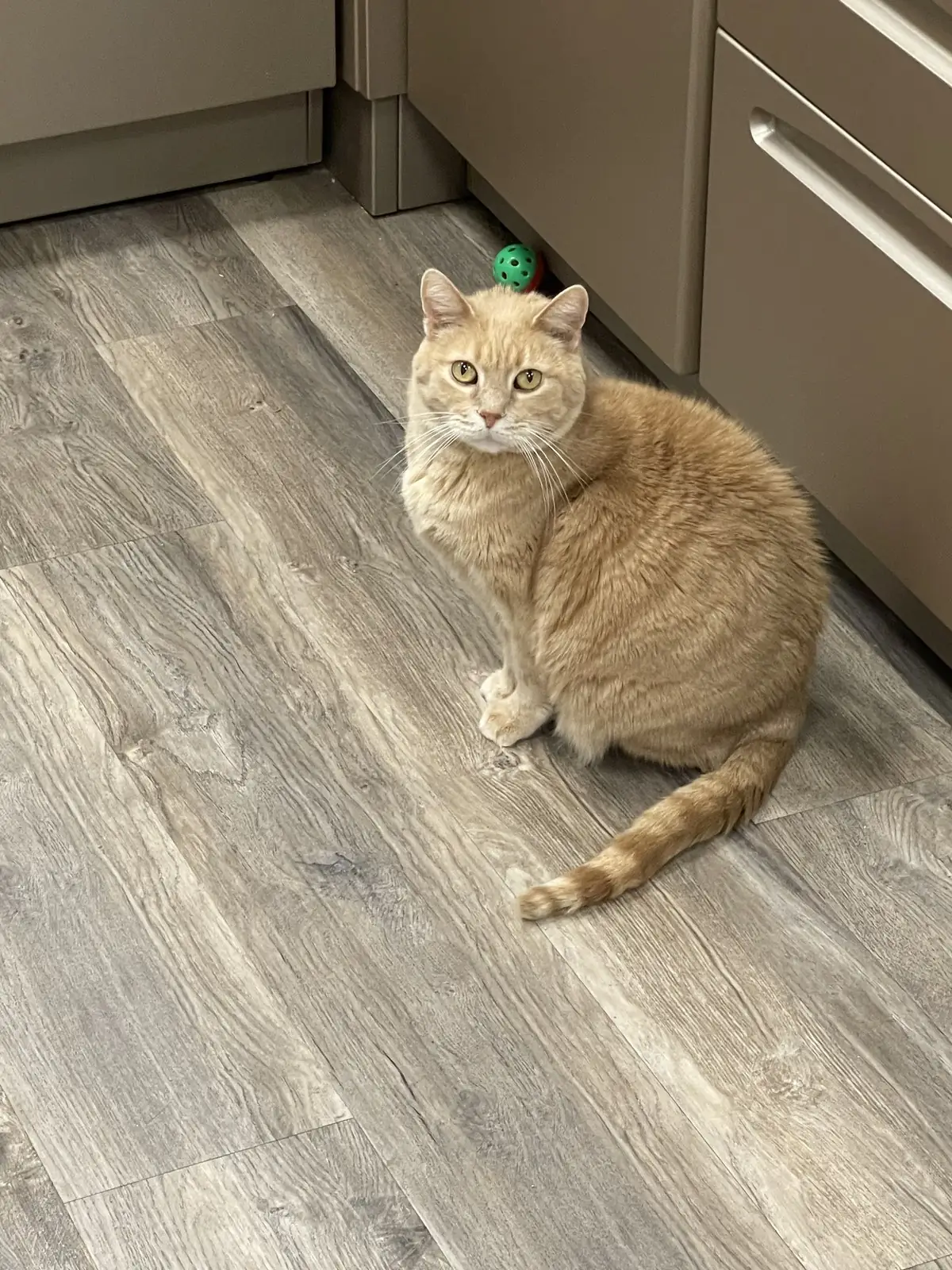 An orange tabby cat sitting attentively with a favorite toy