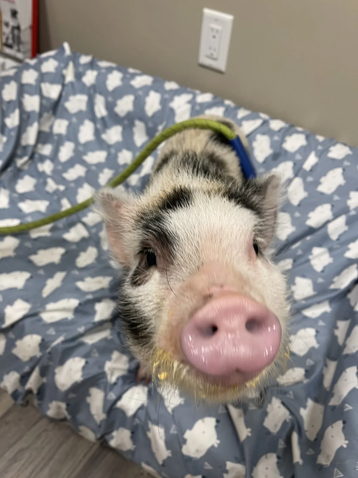 A spotted potbelly pig on the exam table during a visit