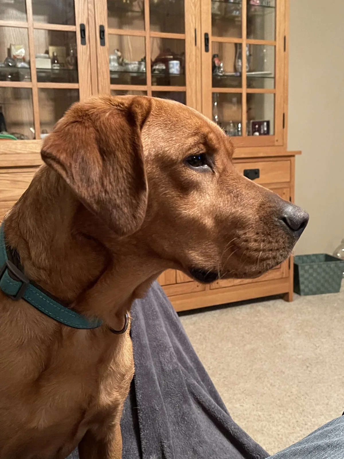 A calm, trusting dog at rest — the unhurried, attentive care Lewis & Clark brings to every procedure
