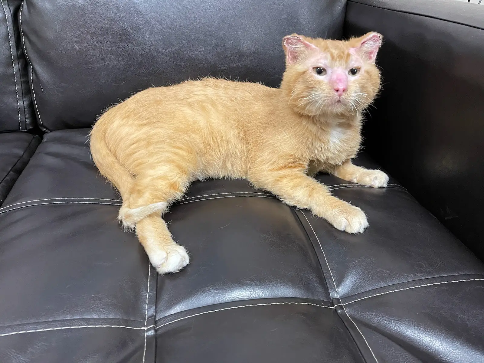 A senior cat resting quietly &mdash; gentle, compassionate care in the final chapter